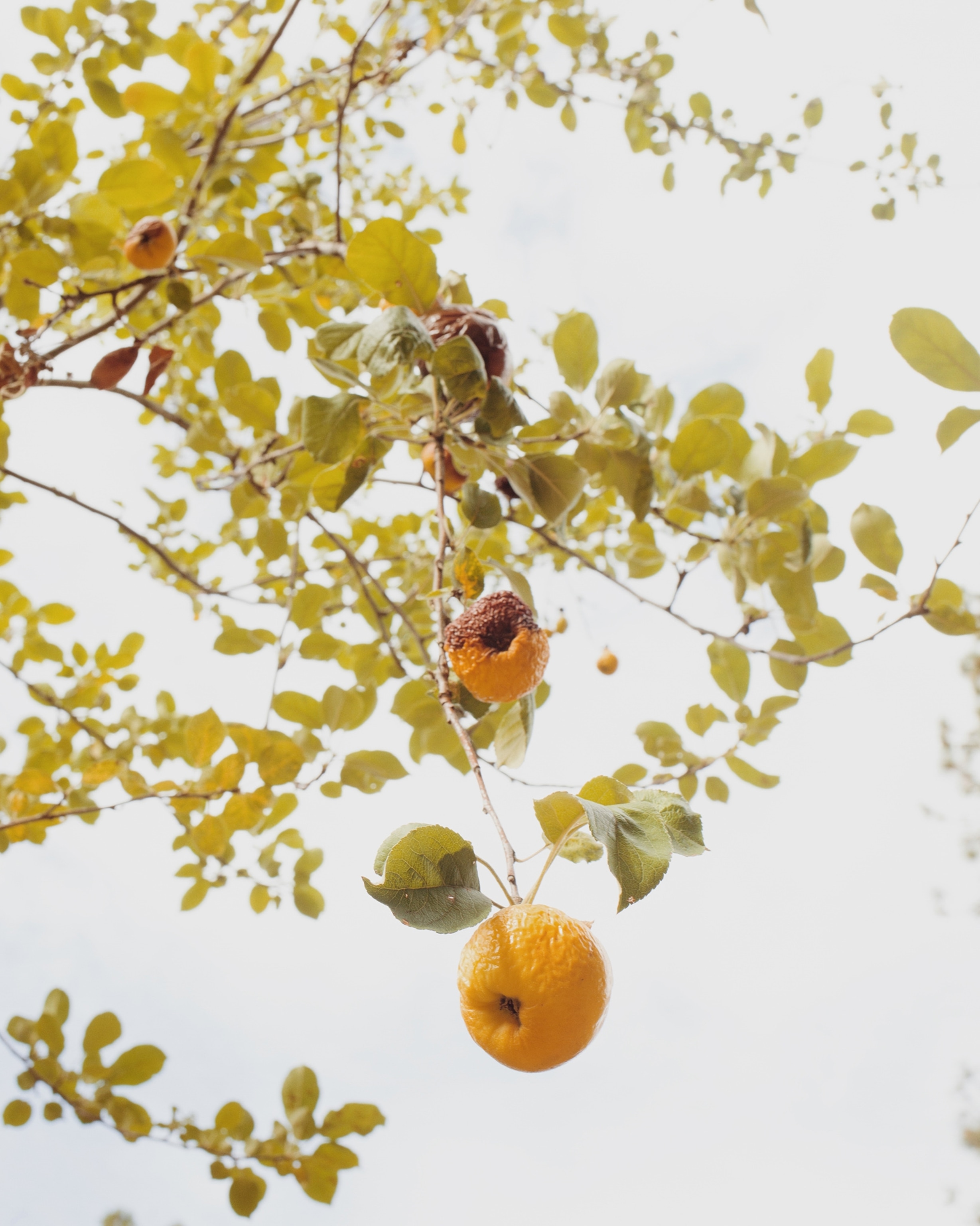 heirlooms in the United States