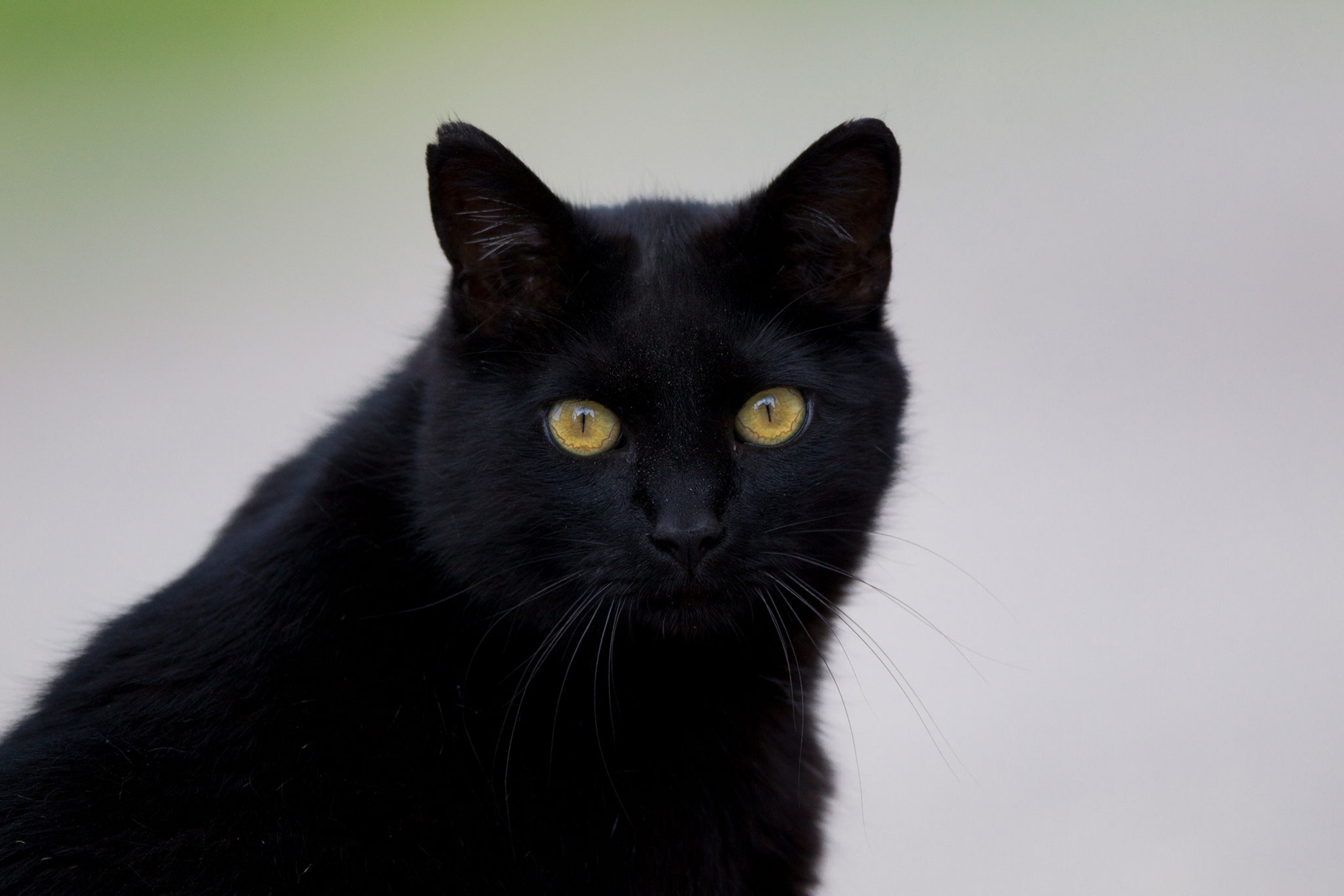 black cat with yellow eyes