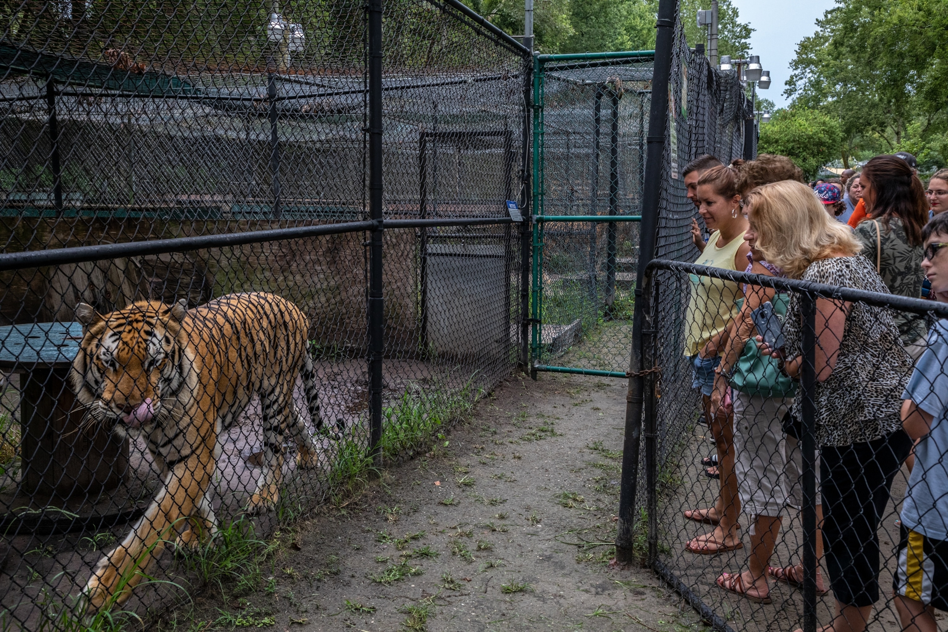 a tiger walking behind a fence as visitors watch from the other side