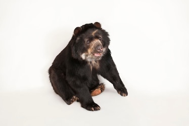a spectacled bear