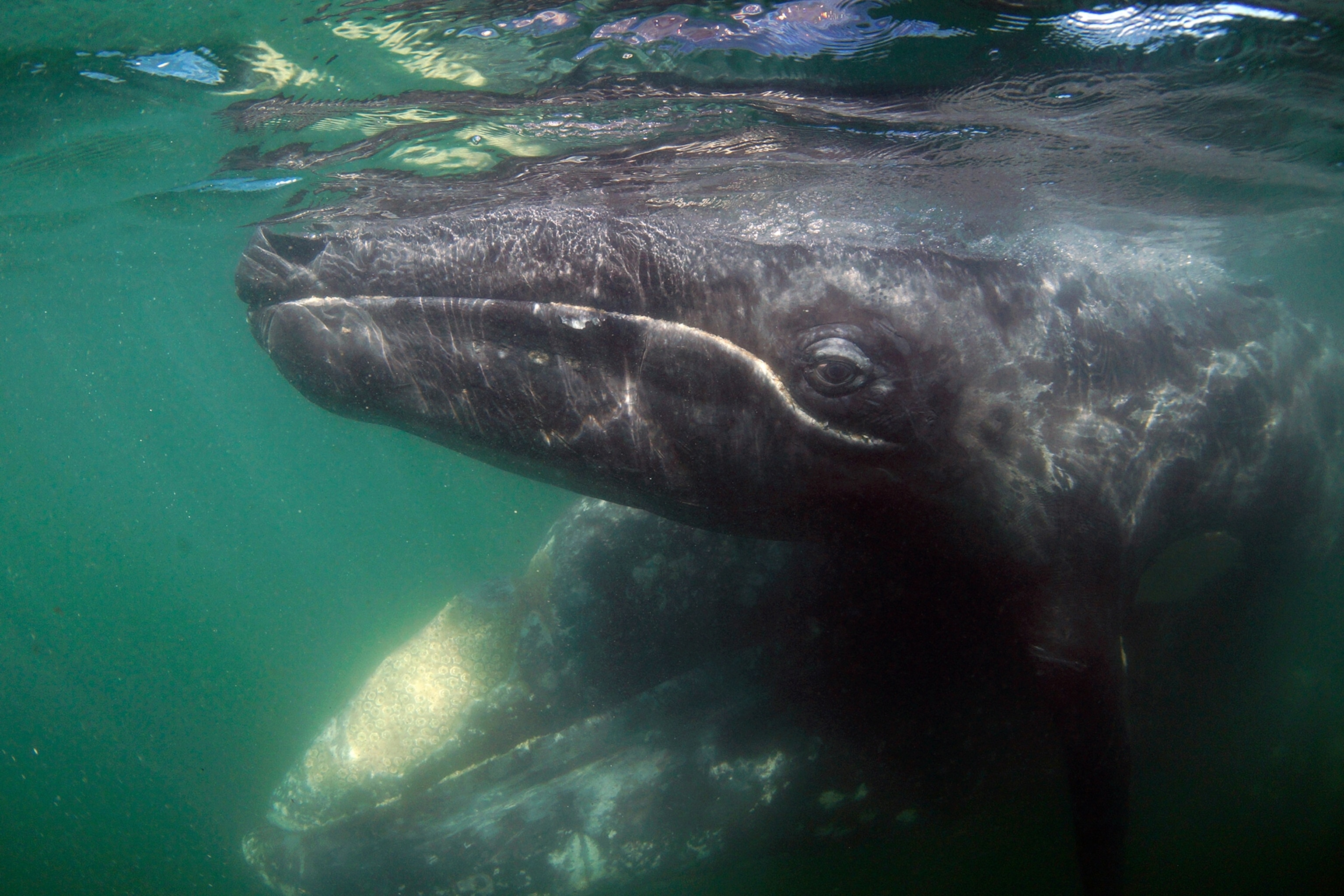 Grey Whale
