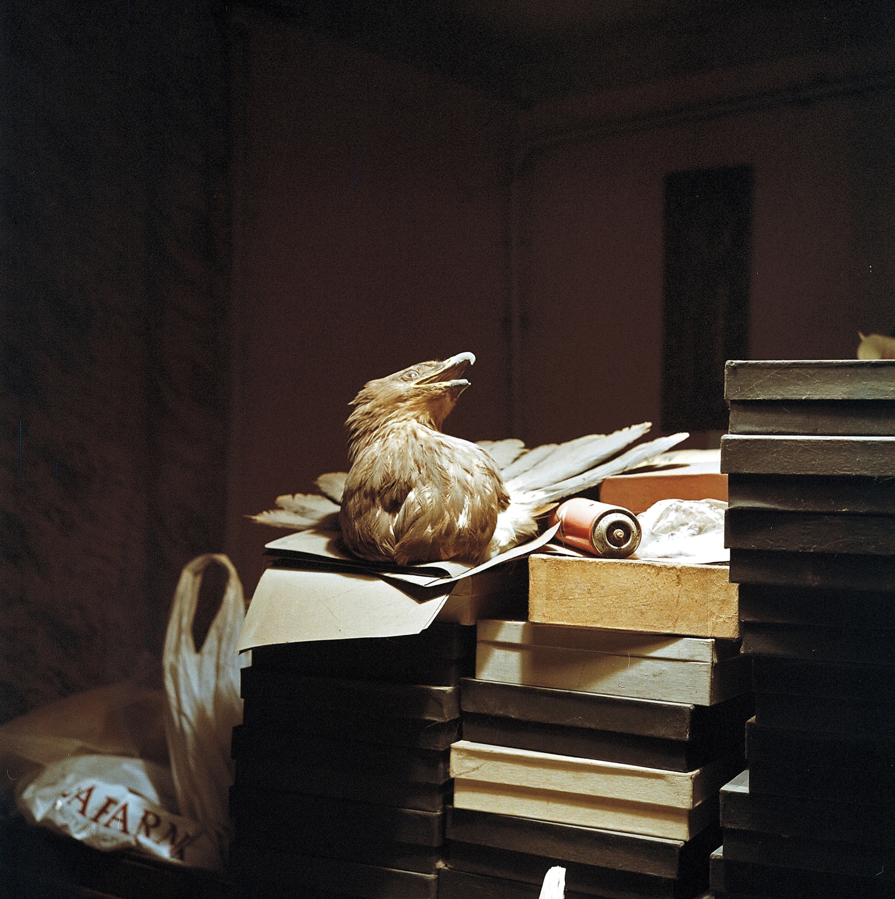A taxidermied bird sits on top of boxes.
