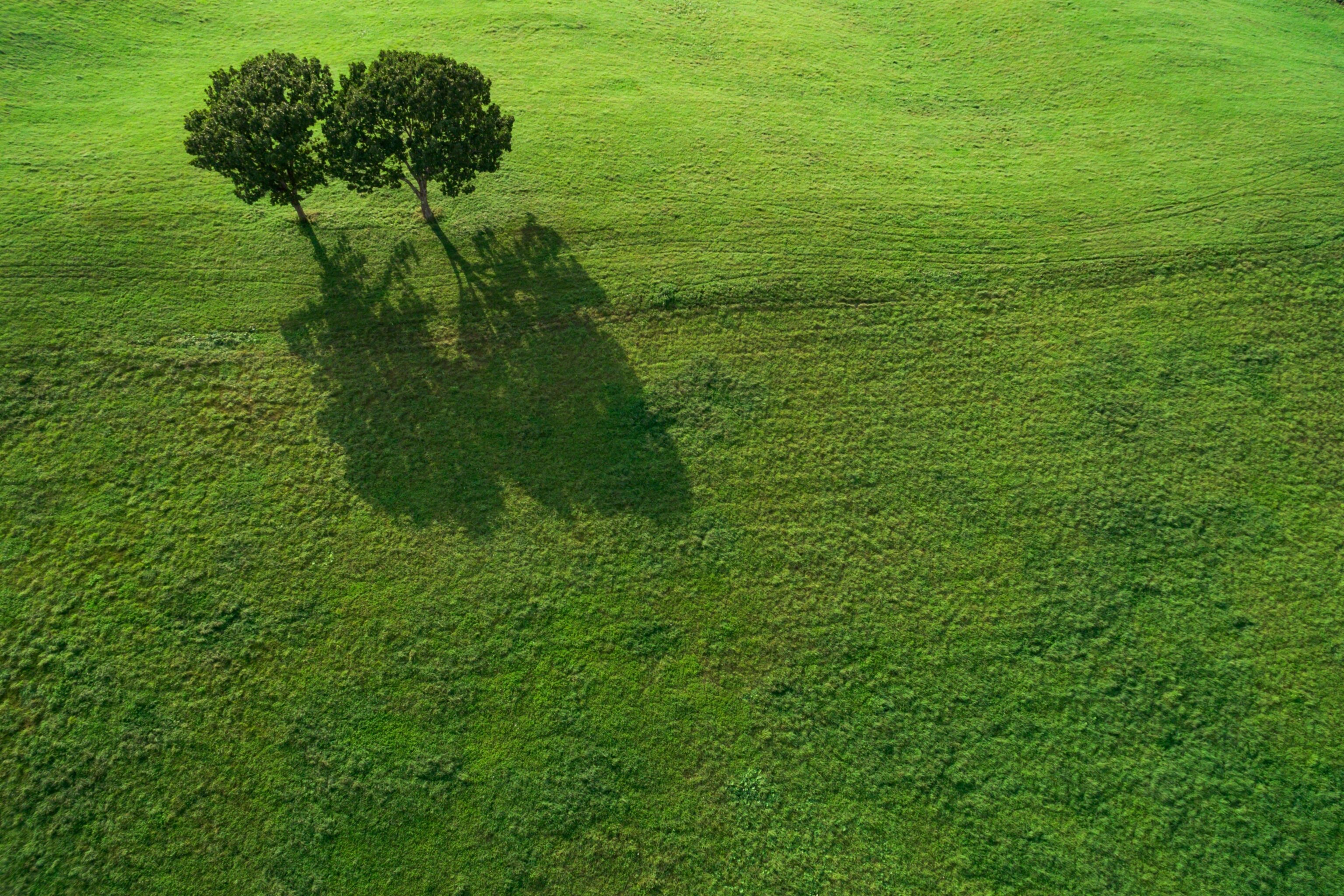 two trees seen from above