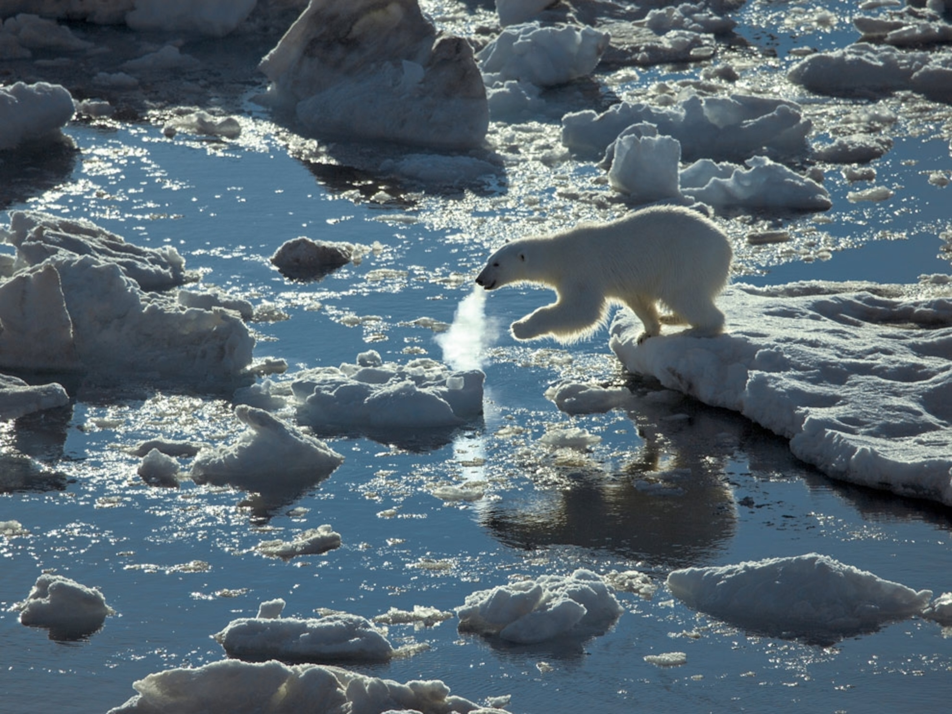 Young polar bear on ice