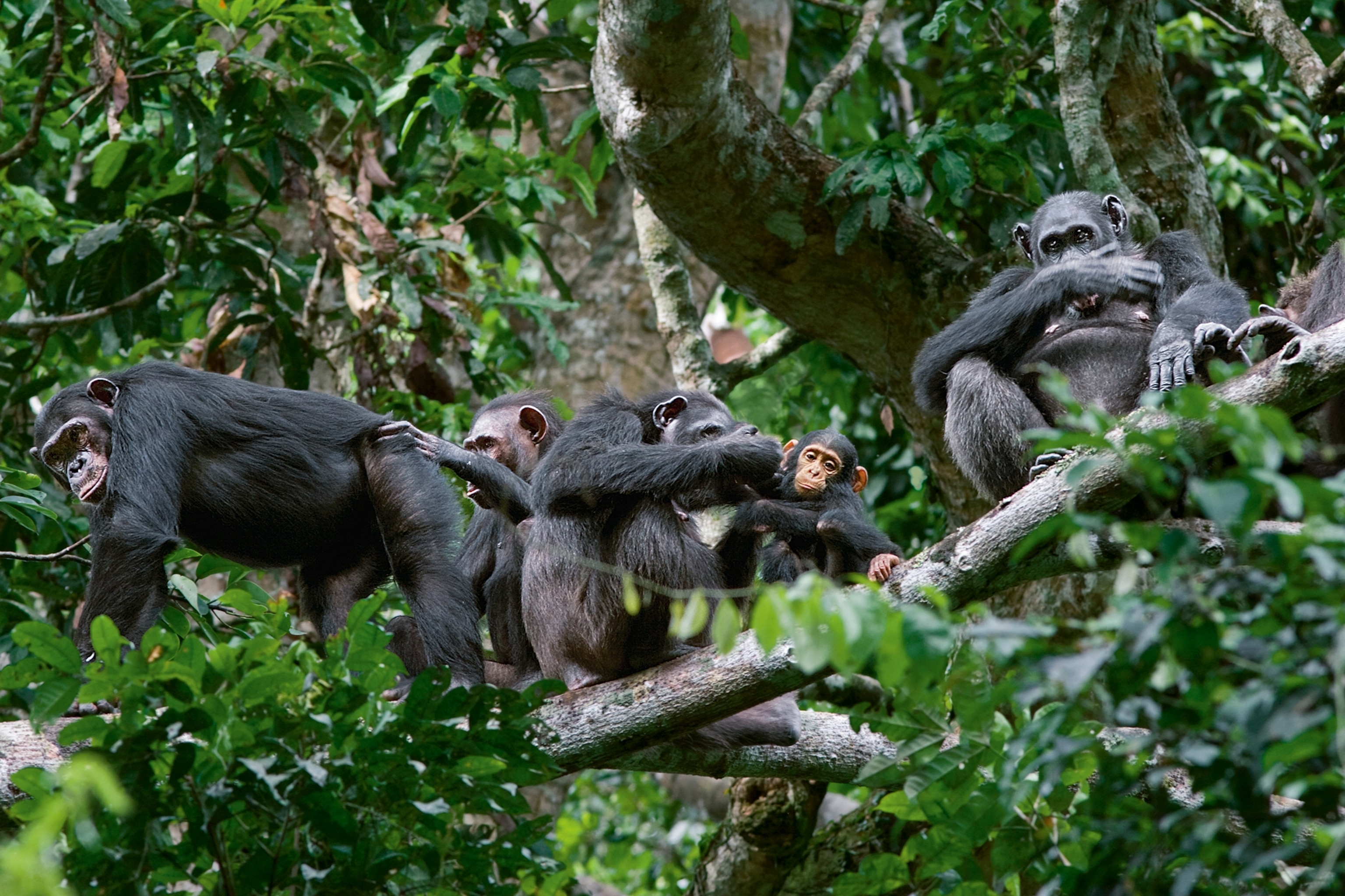 Goualougo Chimps Feeding