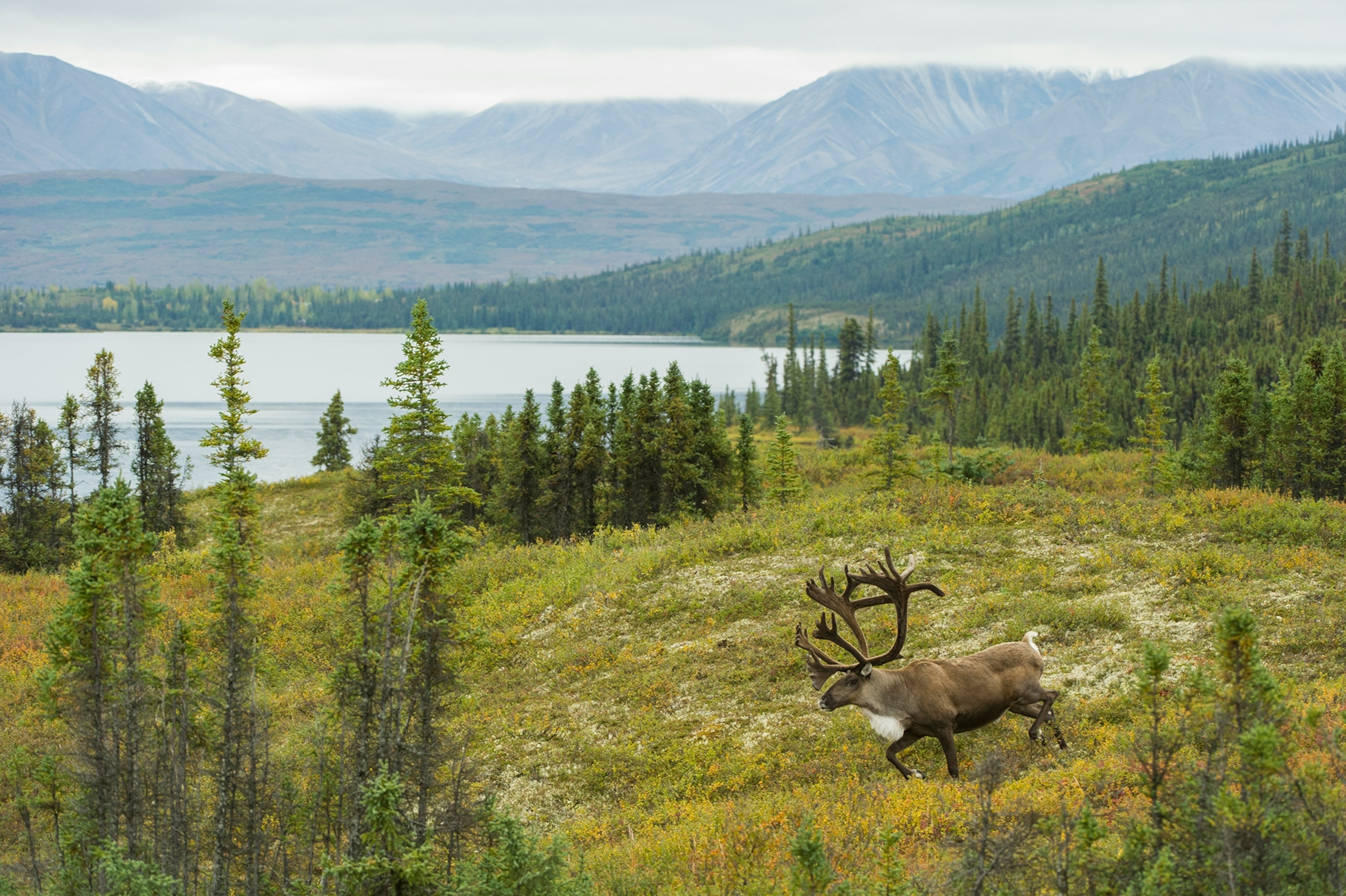a large caribou in Denali National Park, Alaska