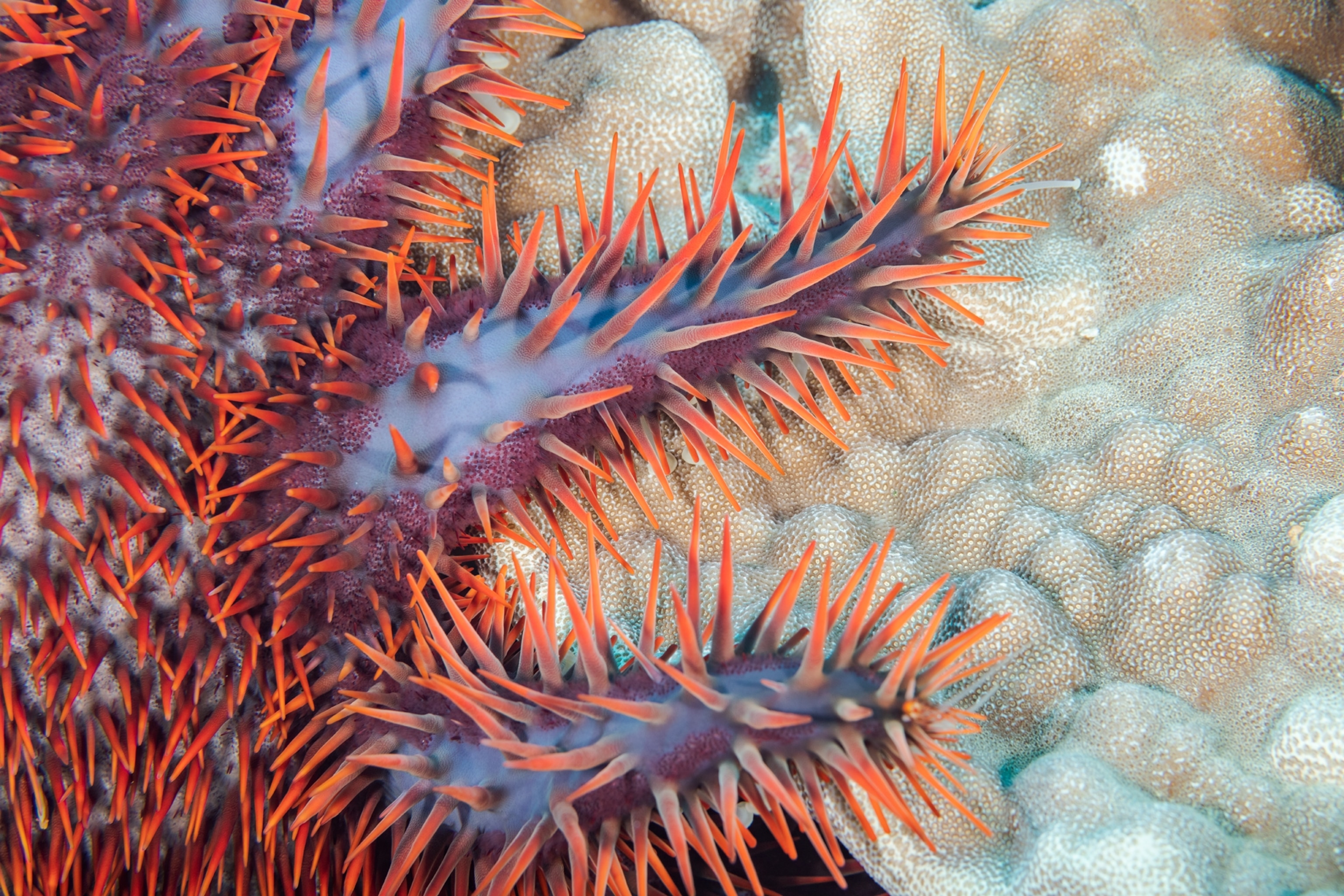 Picture of red and blue starfish