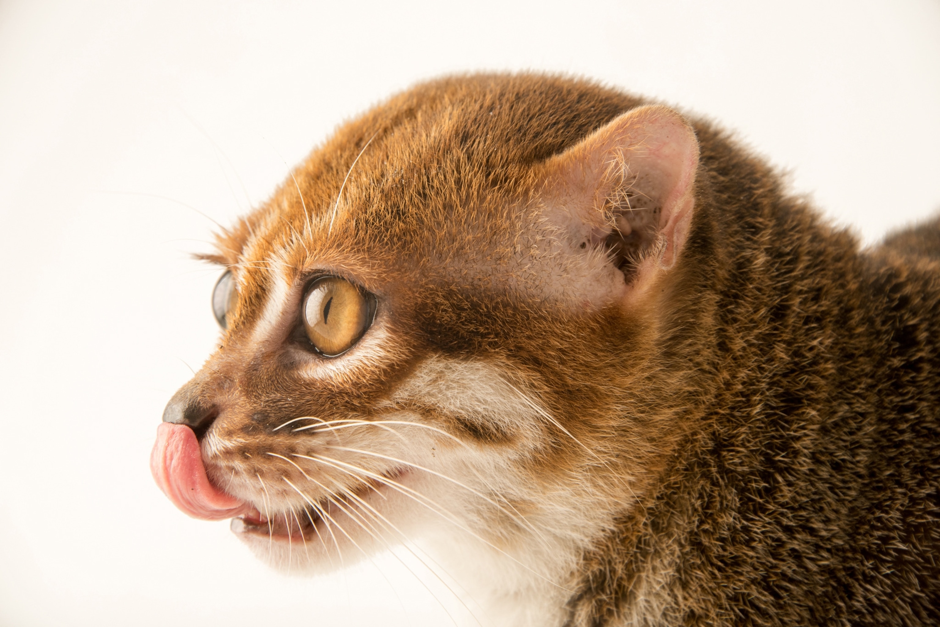 the endangered flat-headed cat
