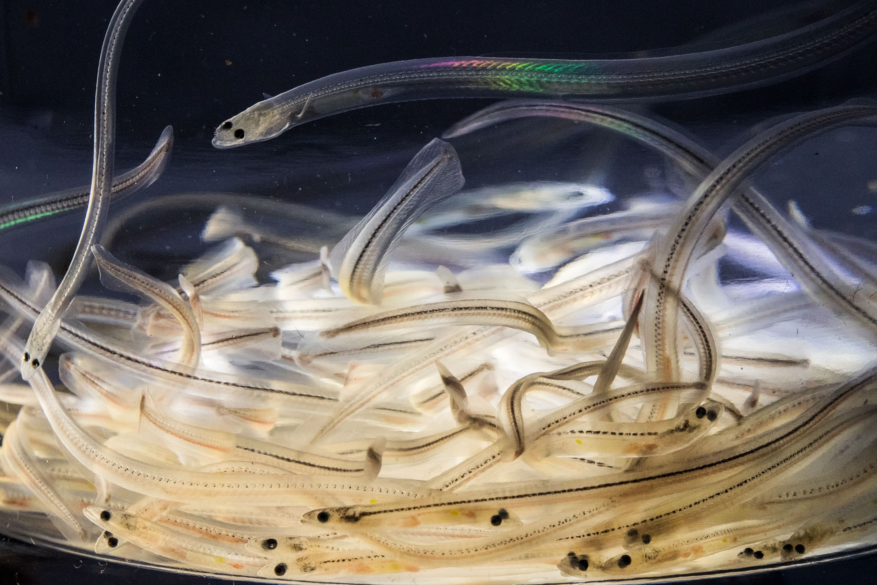 glass eels in Maine
