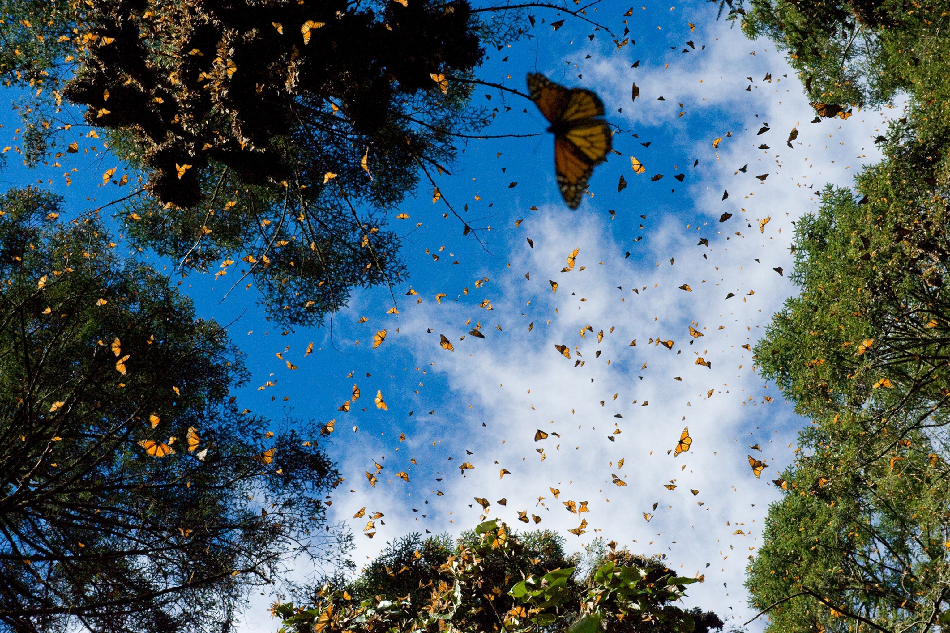 monarchs, Danaus plexippus, in the Sierra Chincua sanctuary, Mexico.