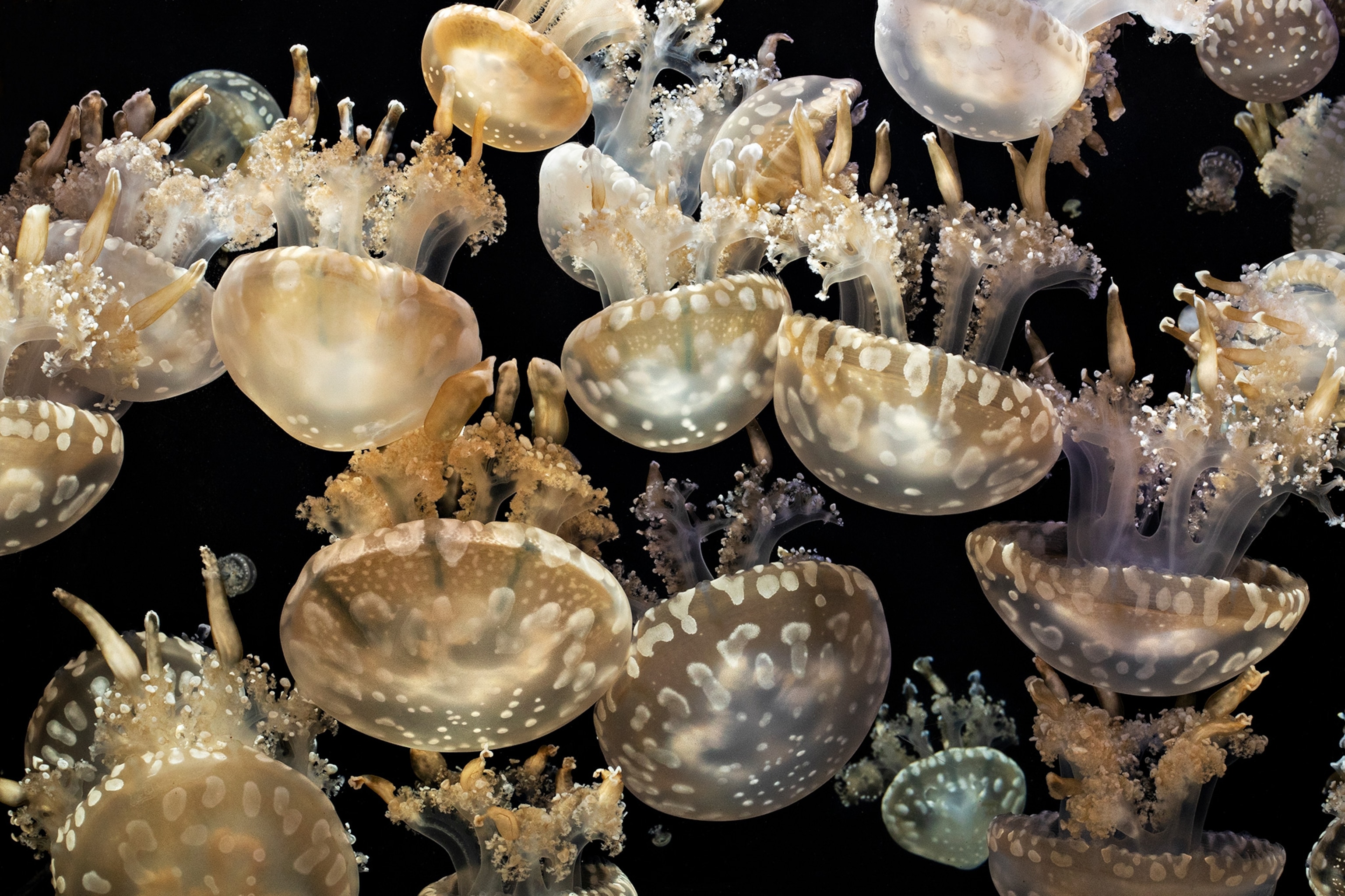 a jellyfish