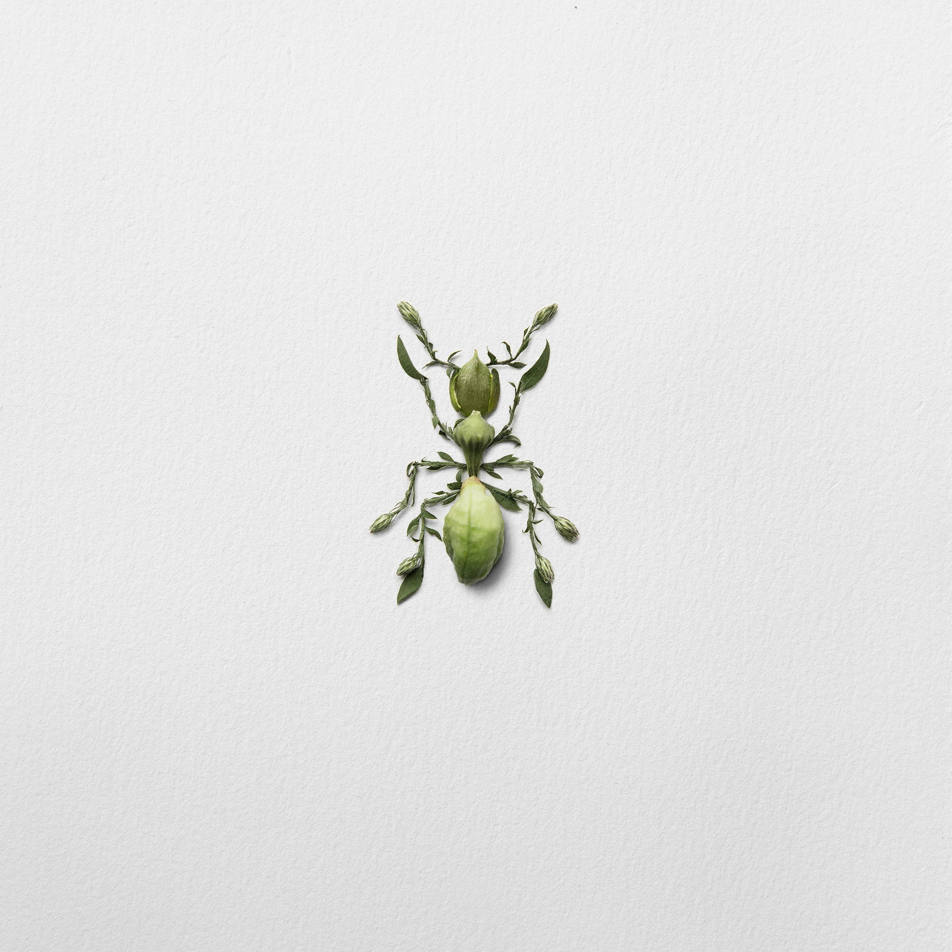 flower bugs