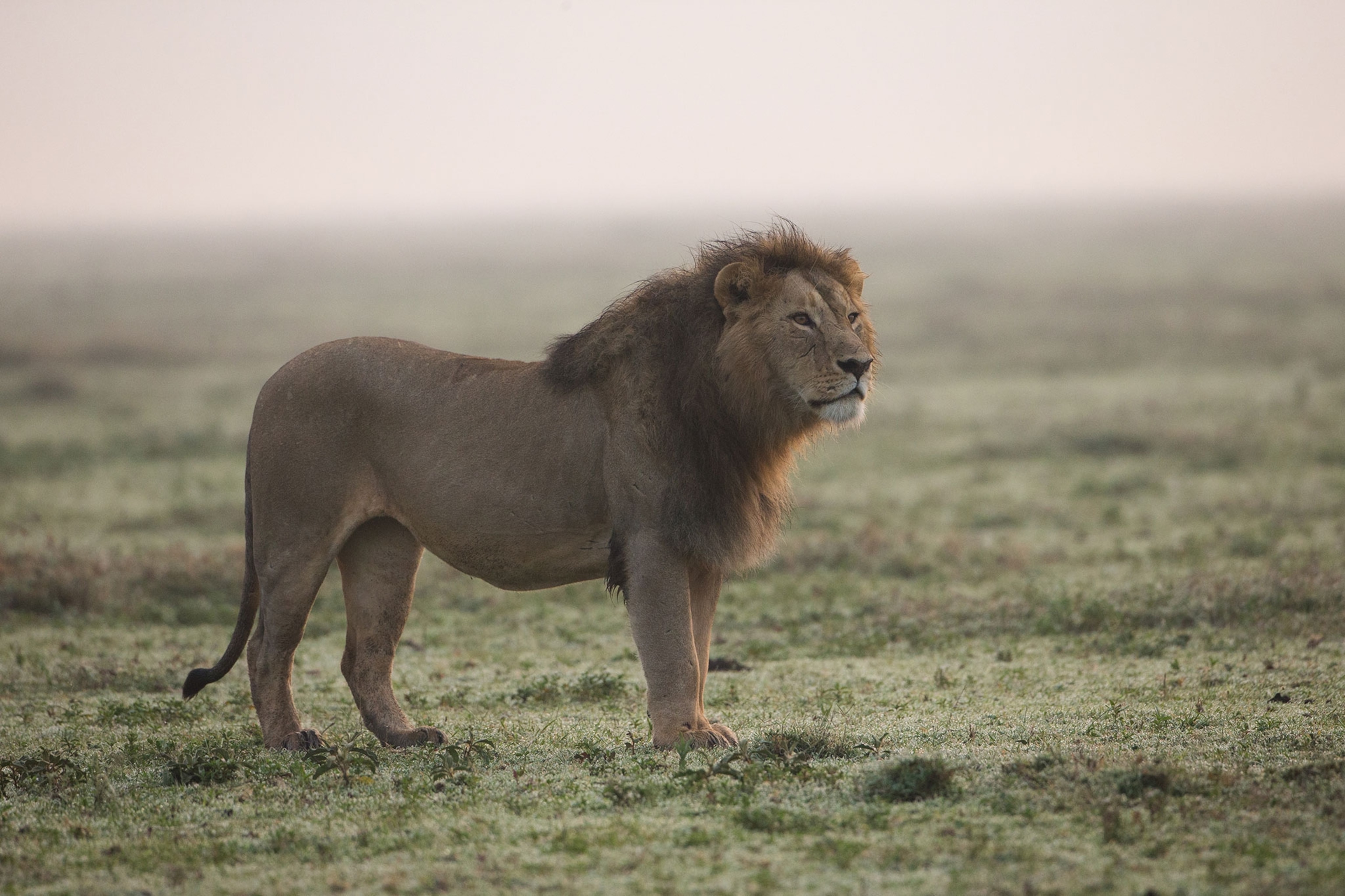 a male lion on the Ndutu plain in Serengeti National Park