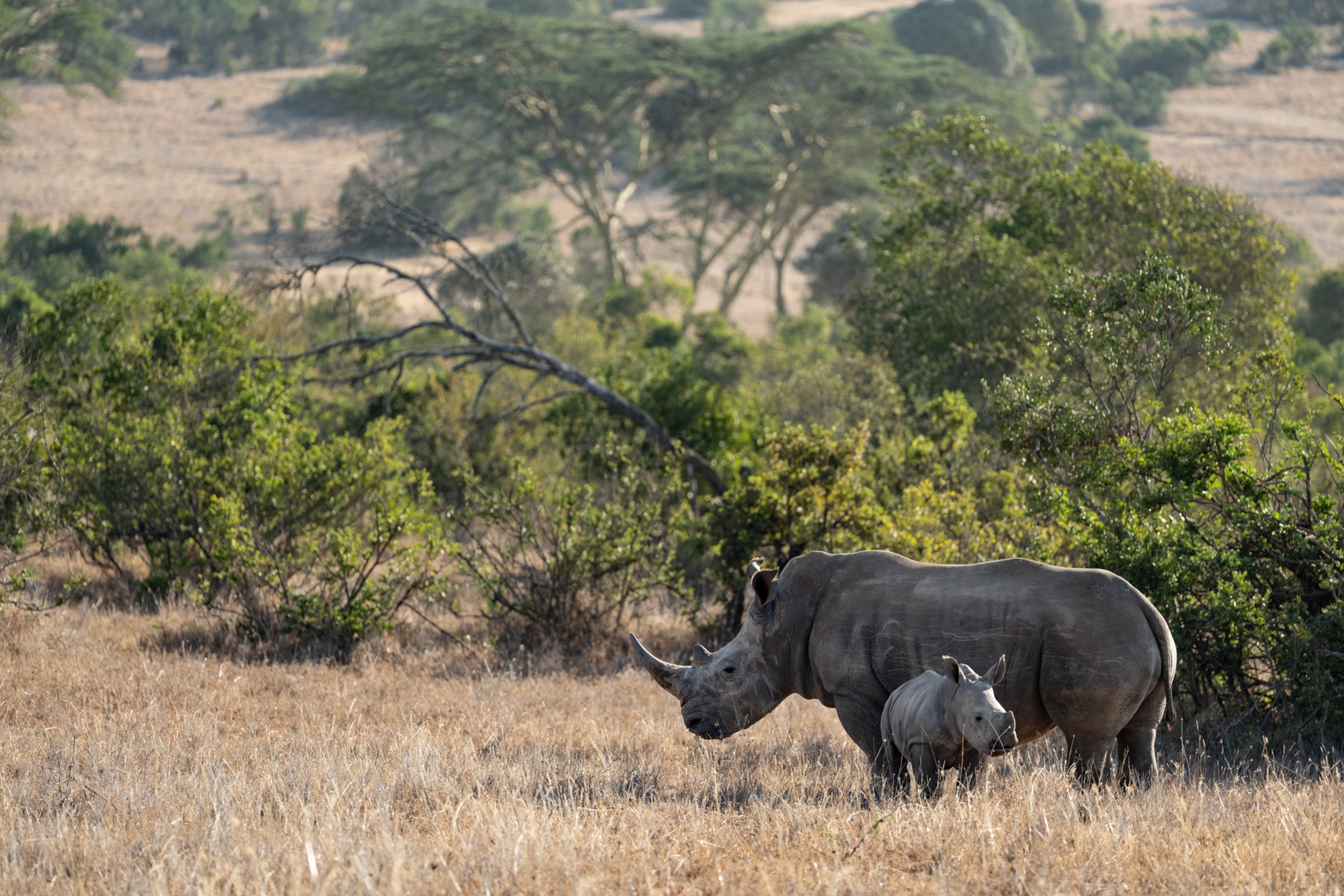 A mother and calf southern white rhinoceros graze at dusk on Borana Conservancy, one of Kenya’s newest and most successful rhino sanctuaries