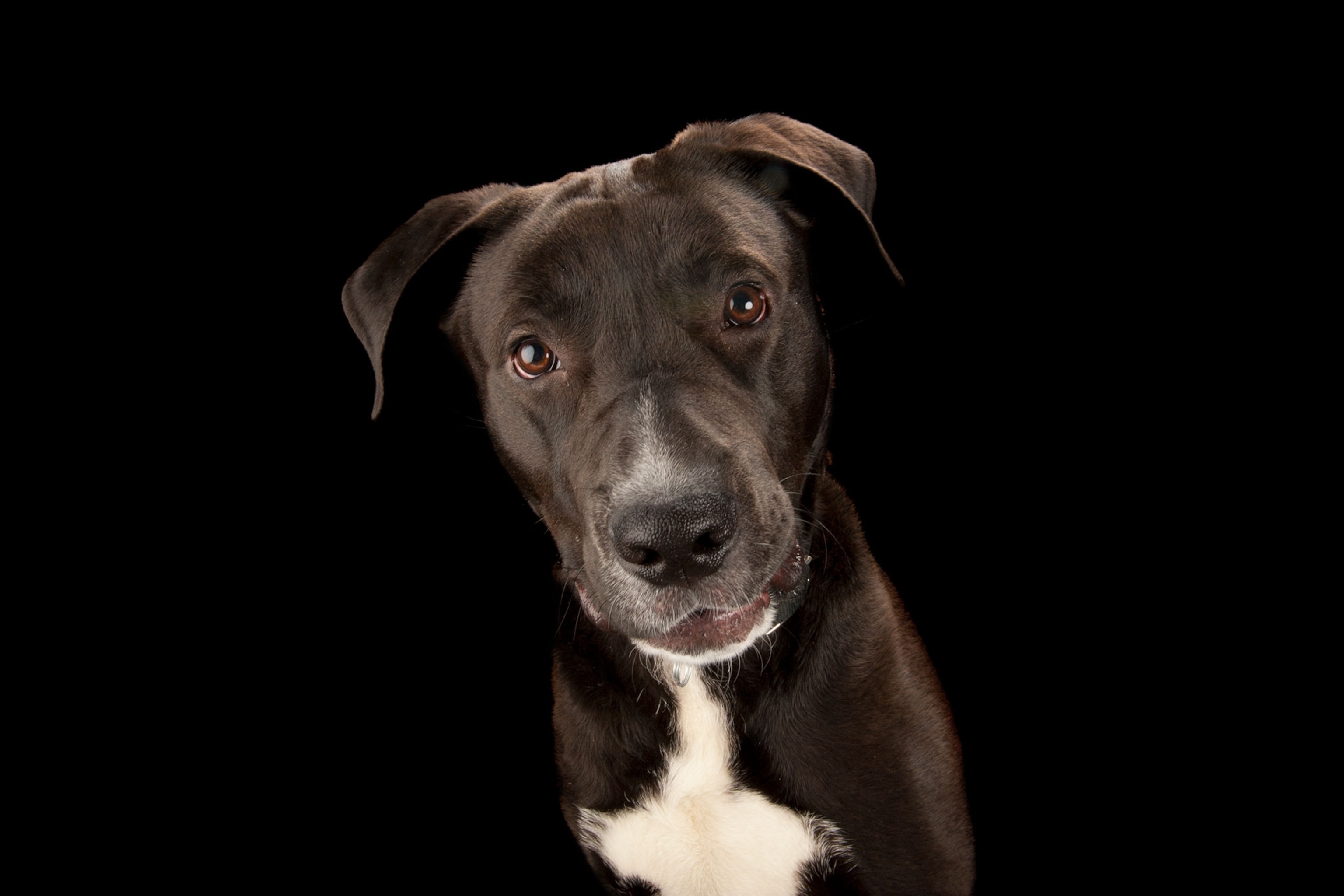 a dog