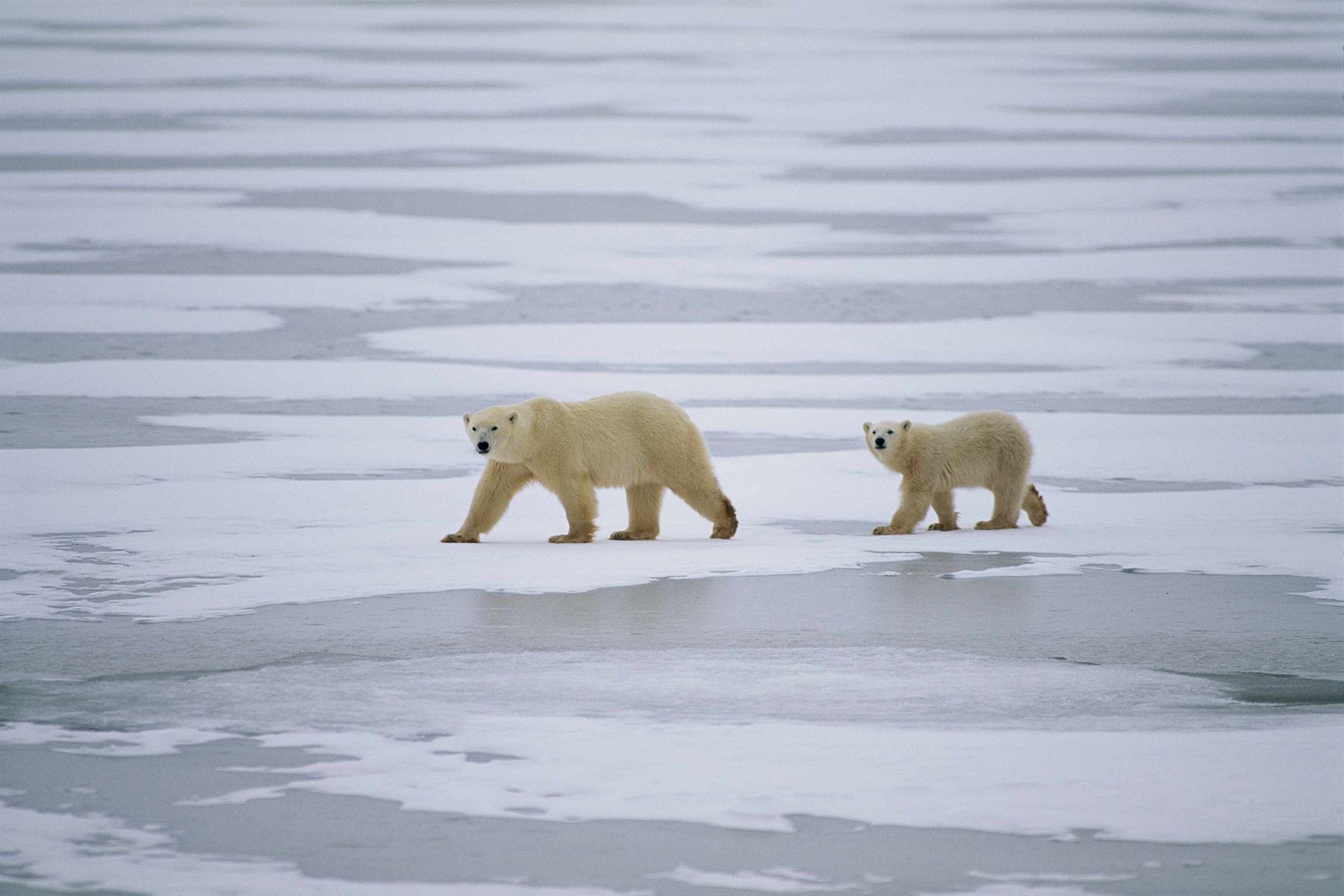 a polar bear and cub