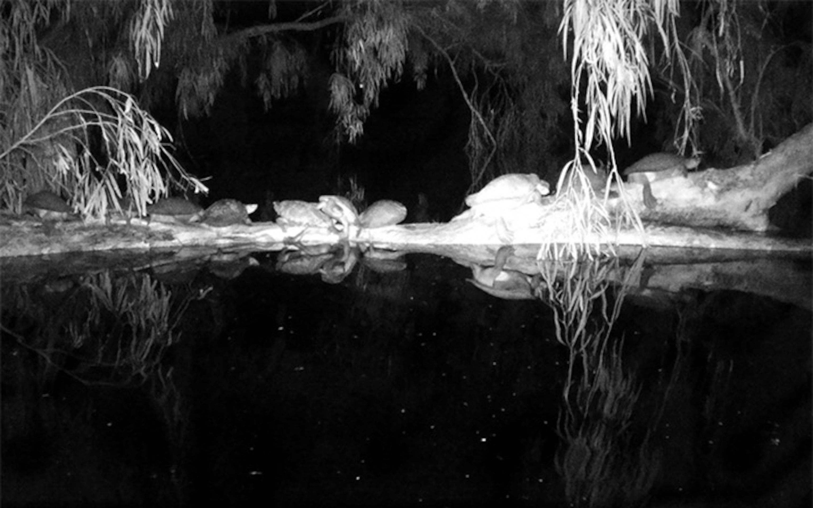 A black and white from from a sieries of night images taken of turtles