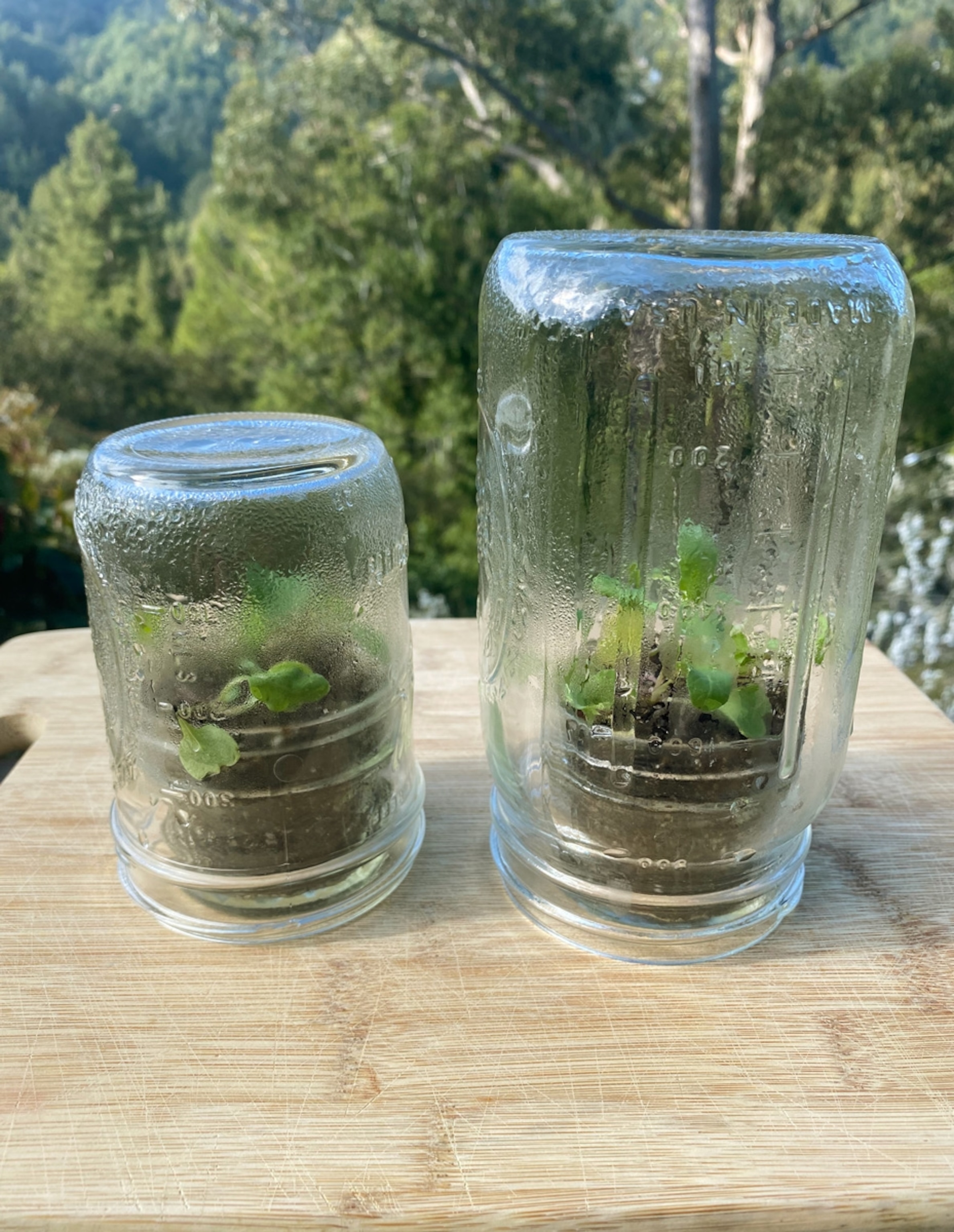 Mini-greenhouse experiment using mason jars.