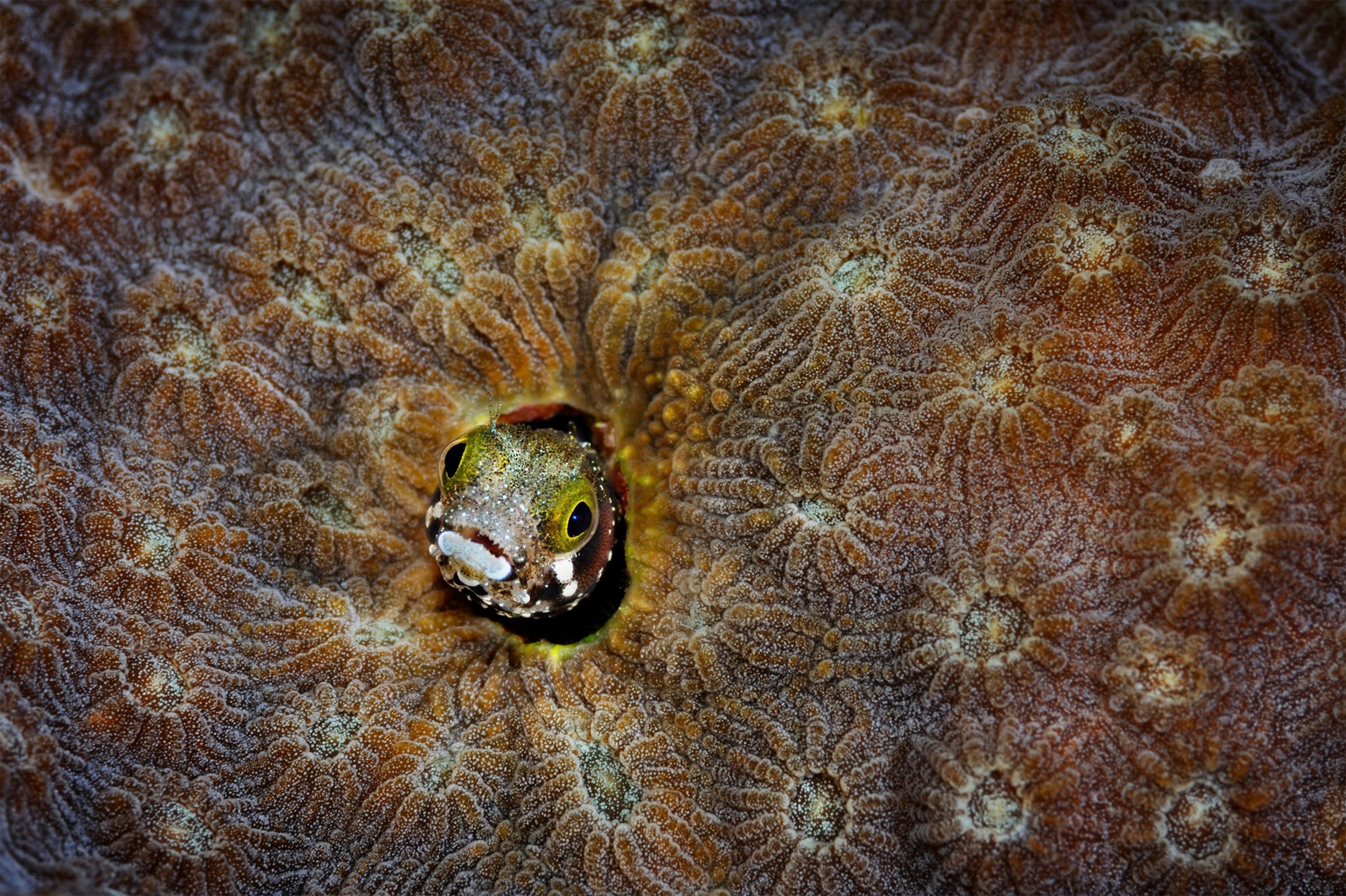 a fish in coral off the coast of Belize