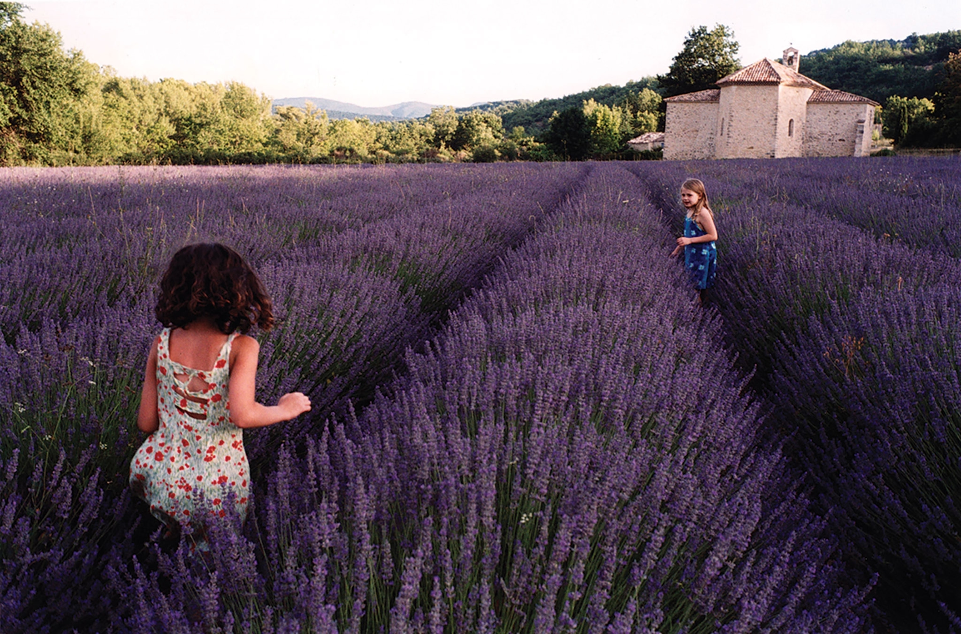 two small girls walking through rows of lavendar