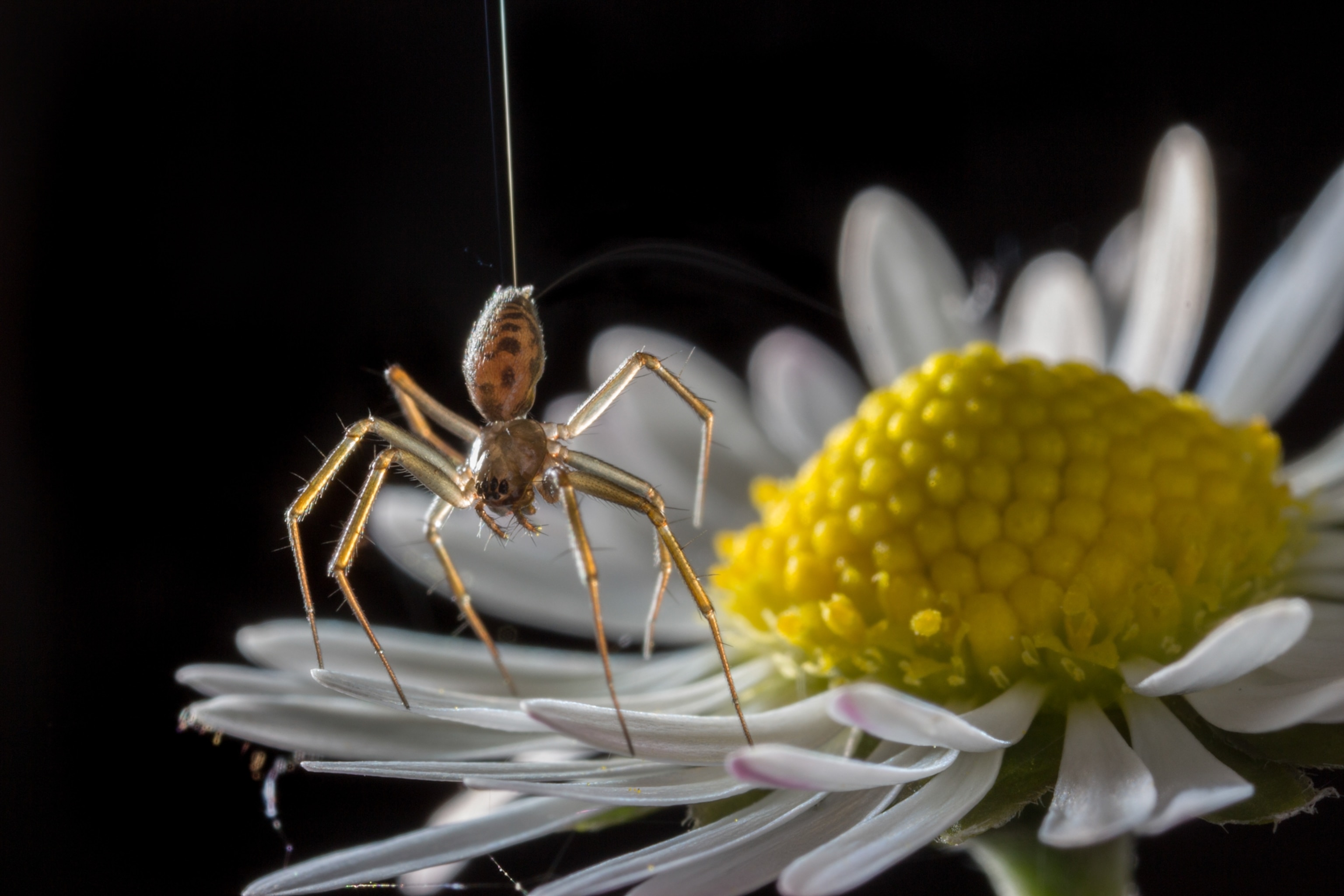 a money spider lightly hanging over the petals of a daisy