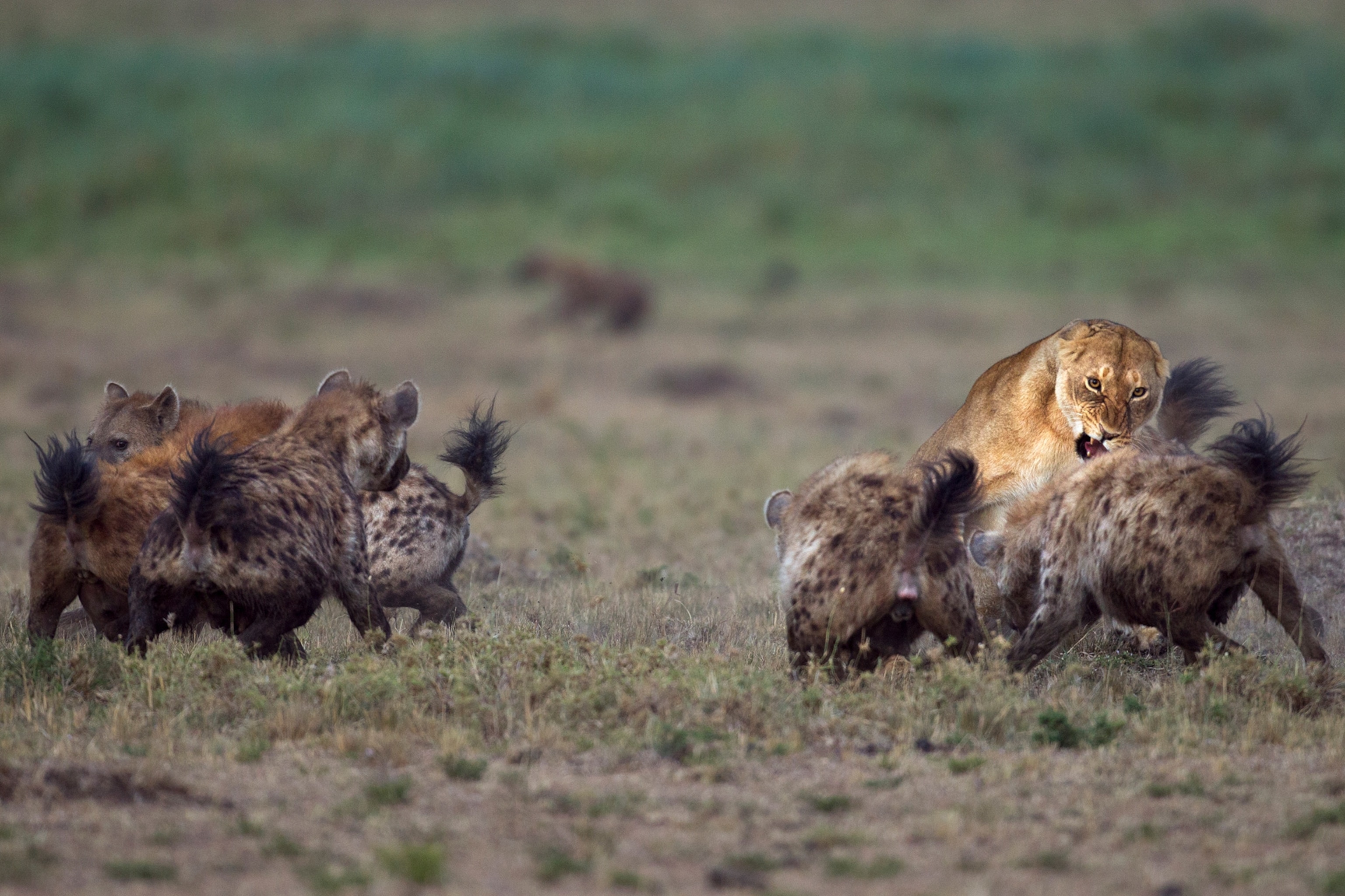 spotted hyenas in a confrontation with a lioness