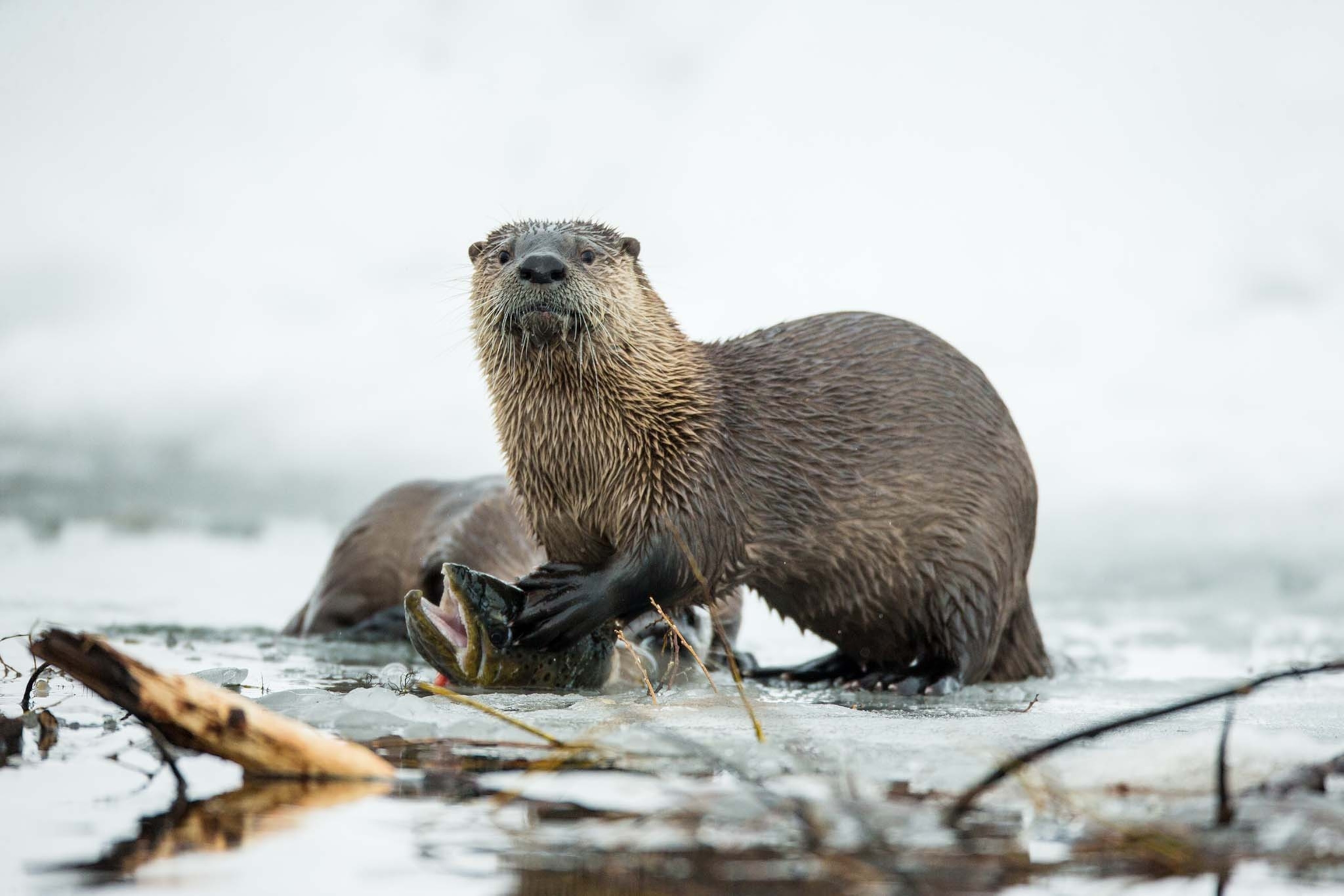 a North American river otter