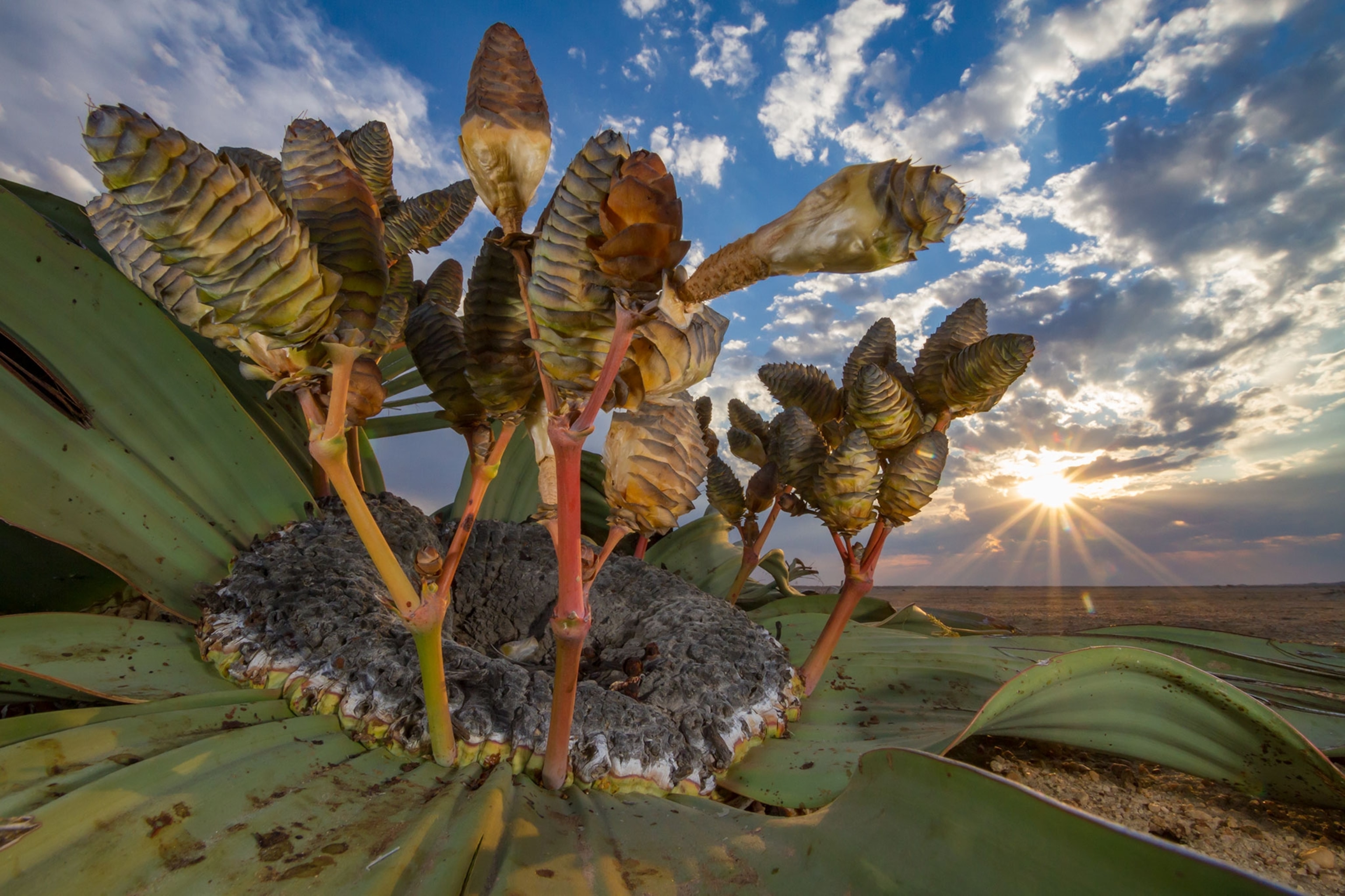 a the cones of a female welwitschia