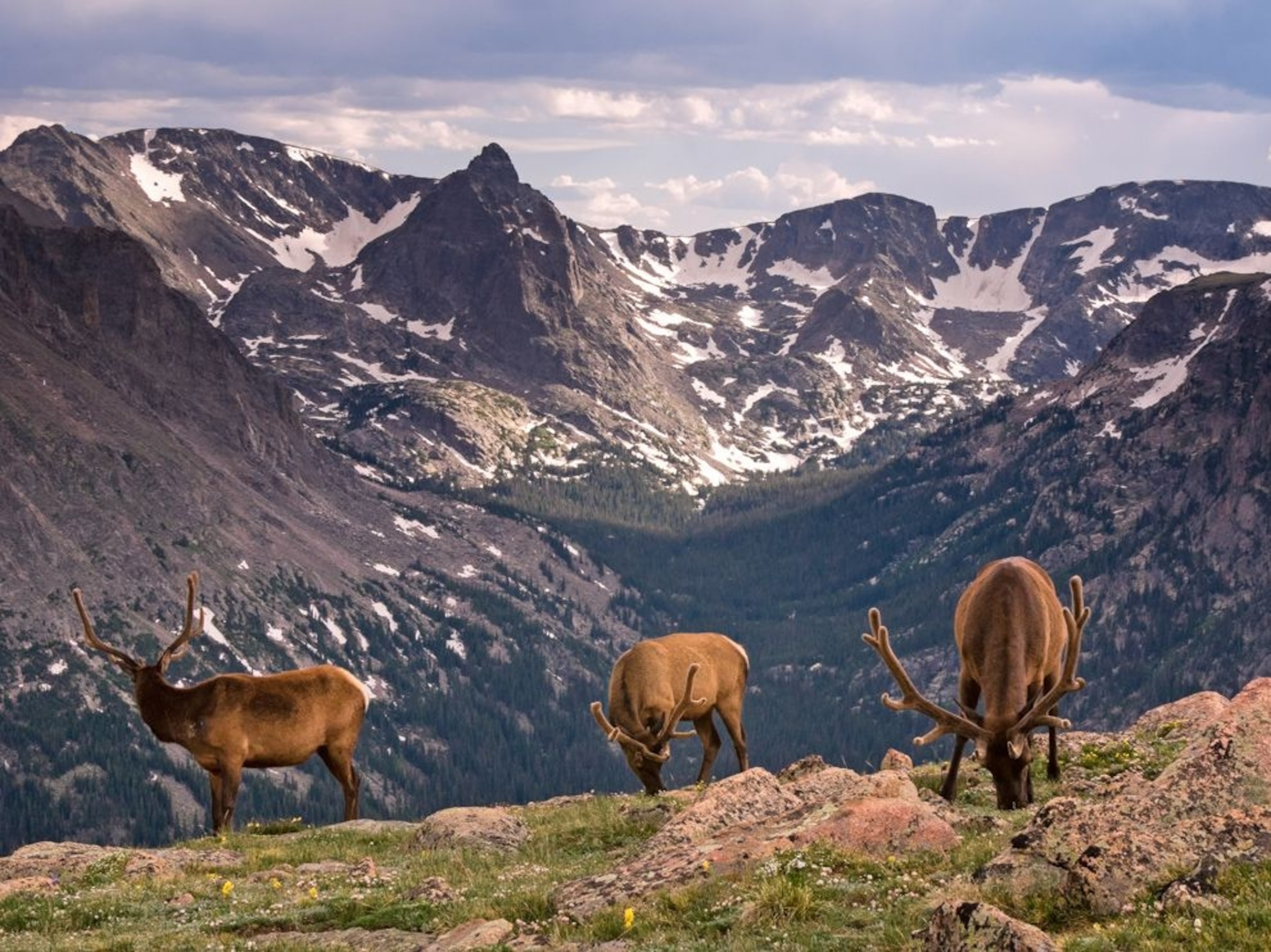 elk grazing in Rocky Mountain National Park