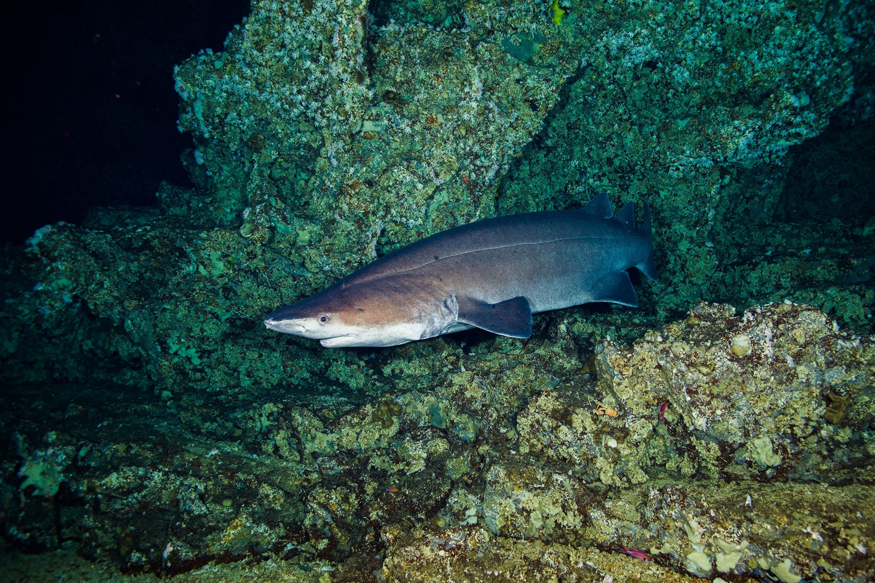 a prickly shark in Costa Rica