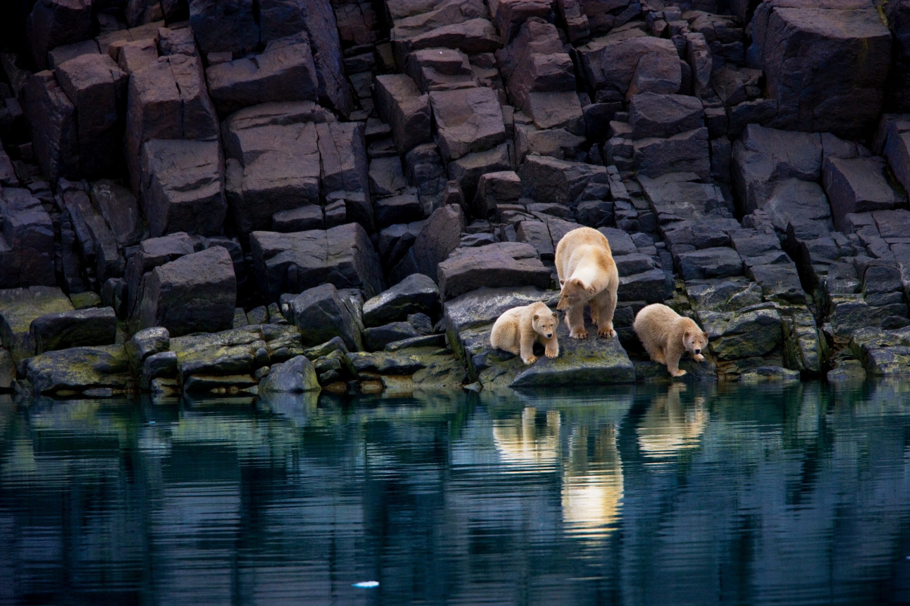 a mother polar bear and cubs stranded on a rocky shoreline