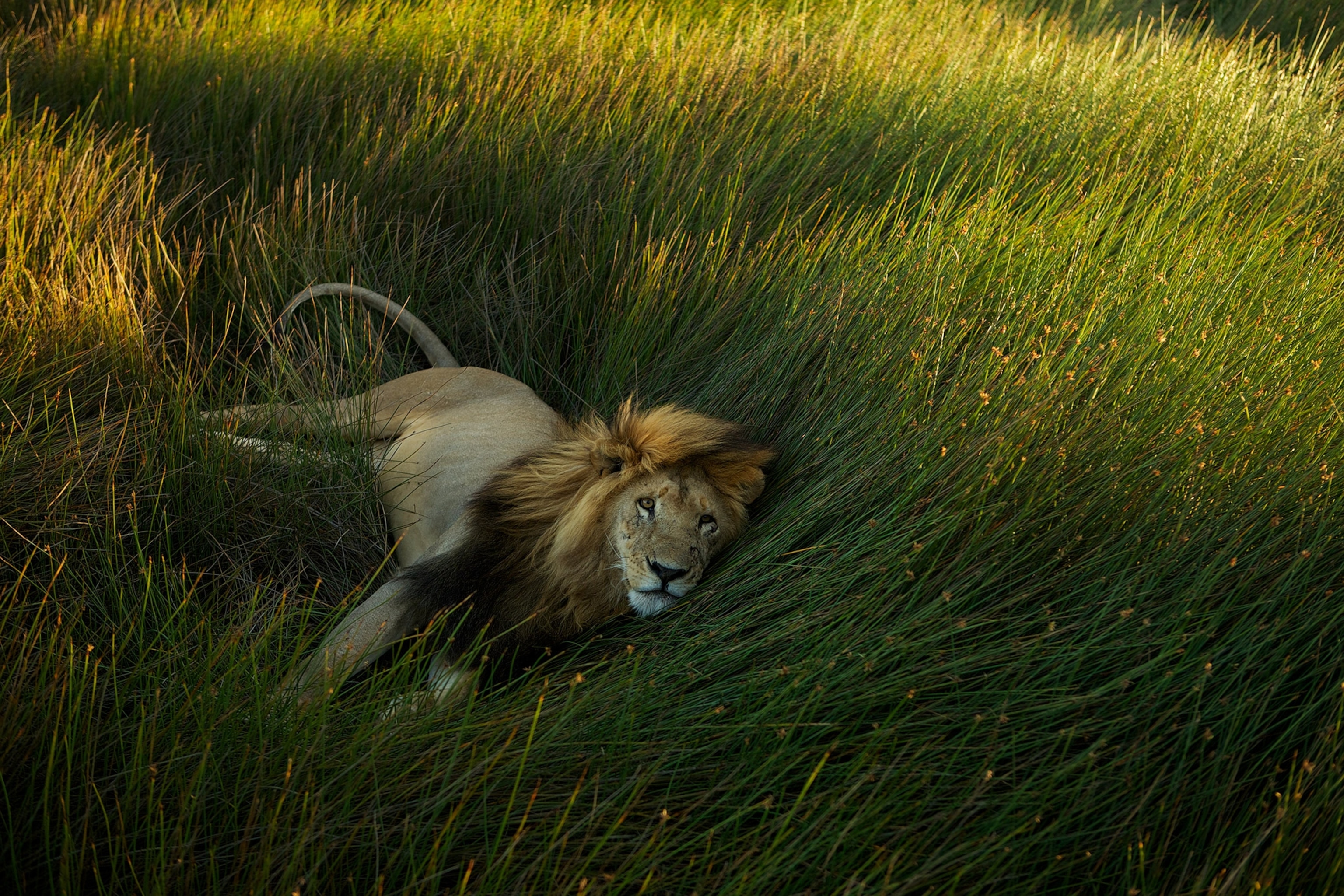a lion laying in the grass in Tanzania