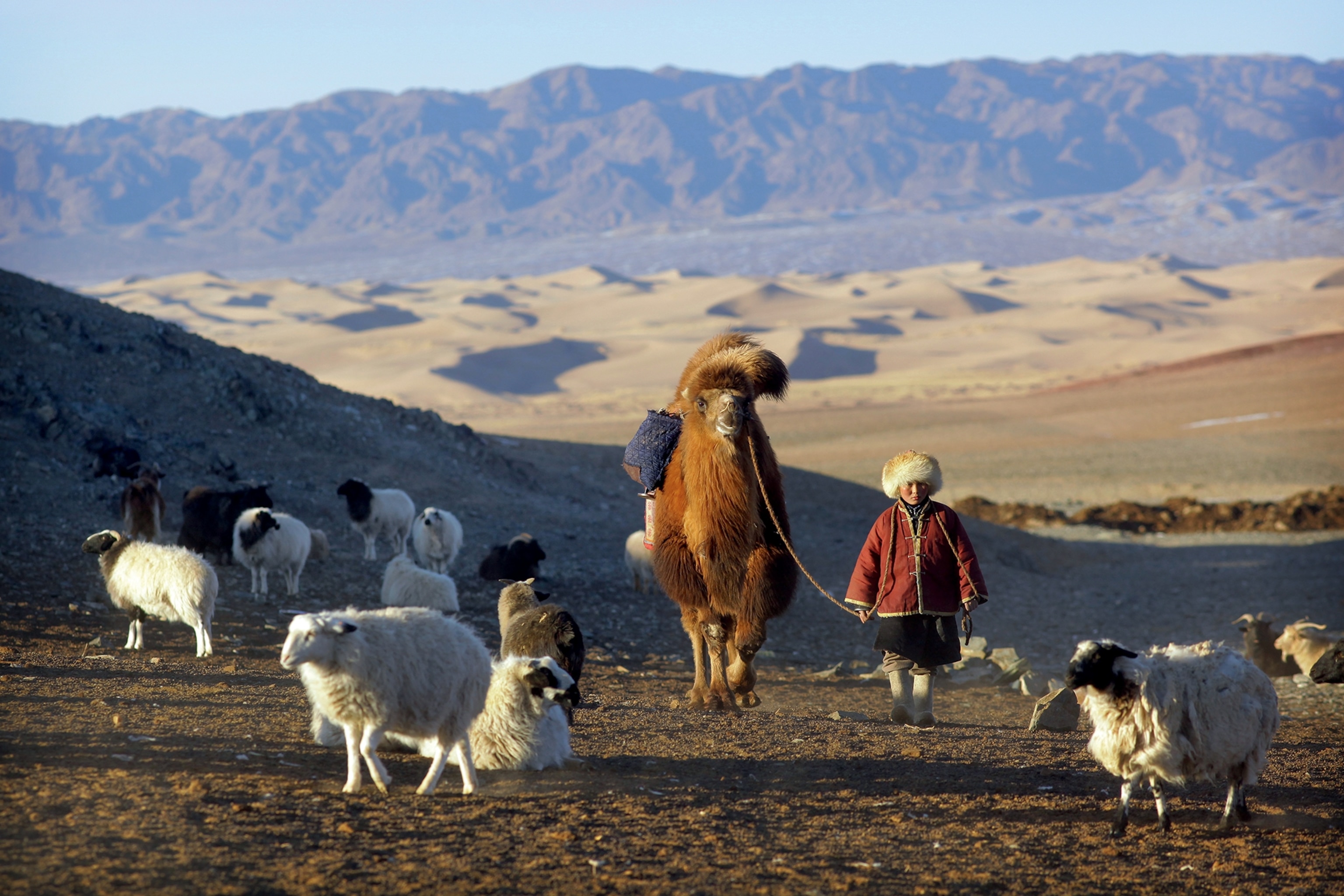 Camels