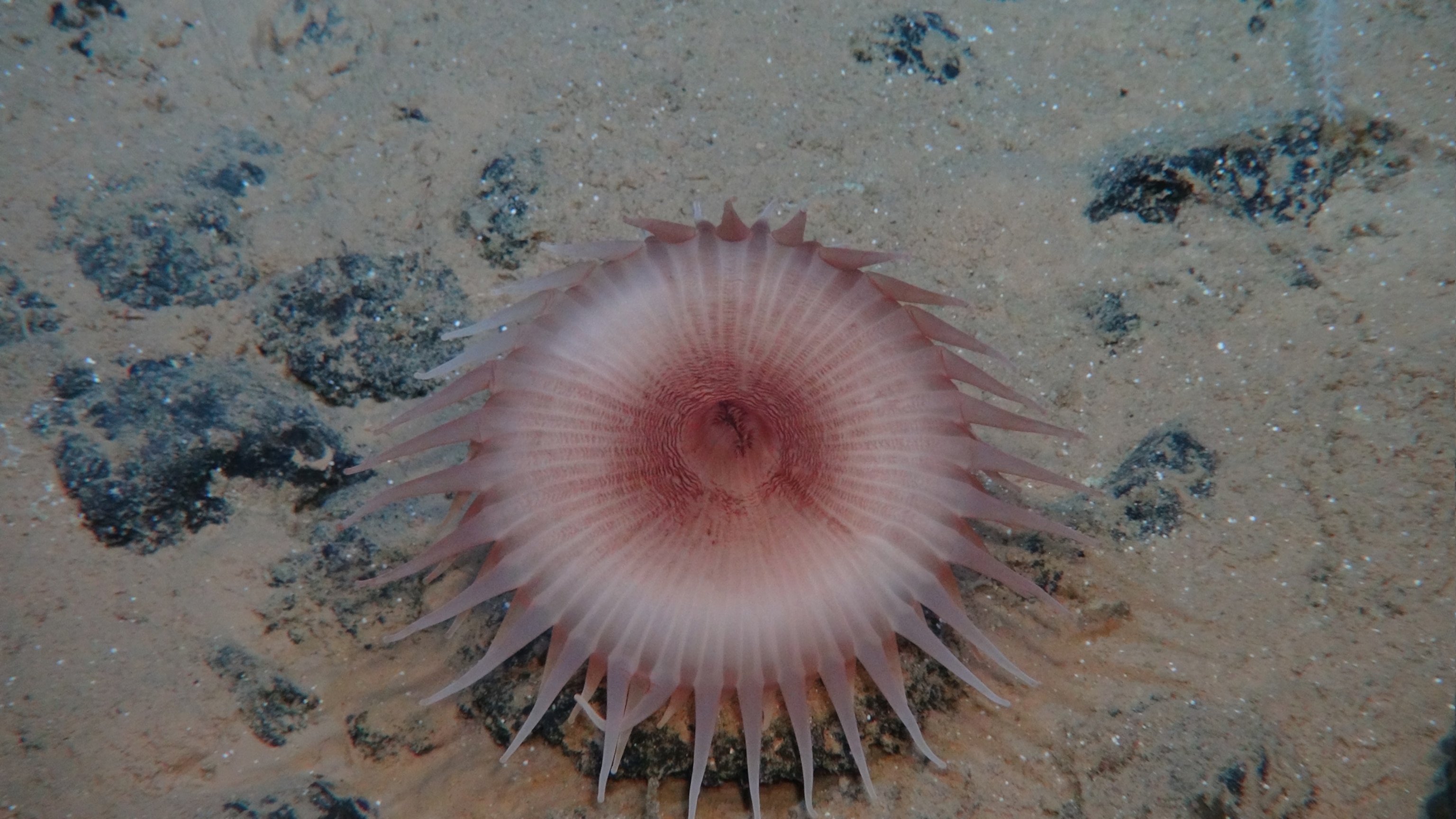 a red sea anemone