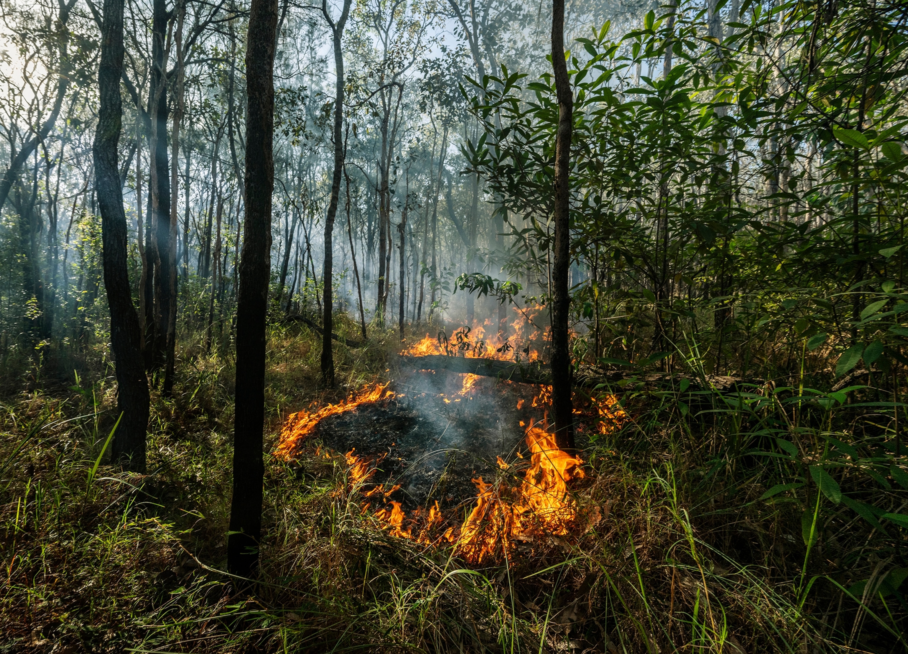 A circular ring of fire burning in the middle of the frame, with a forest with tall, green trees surrounding