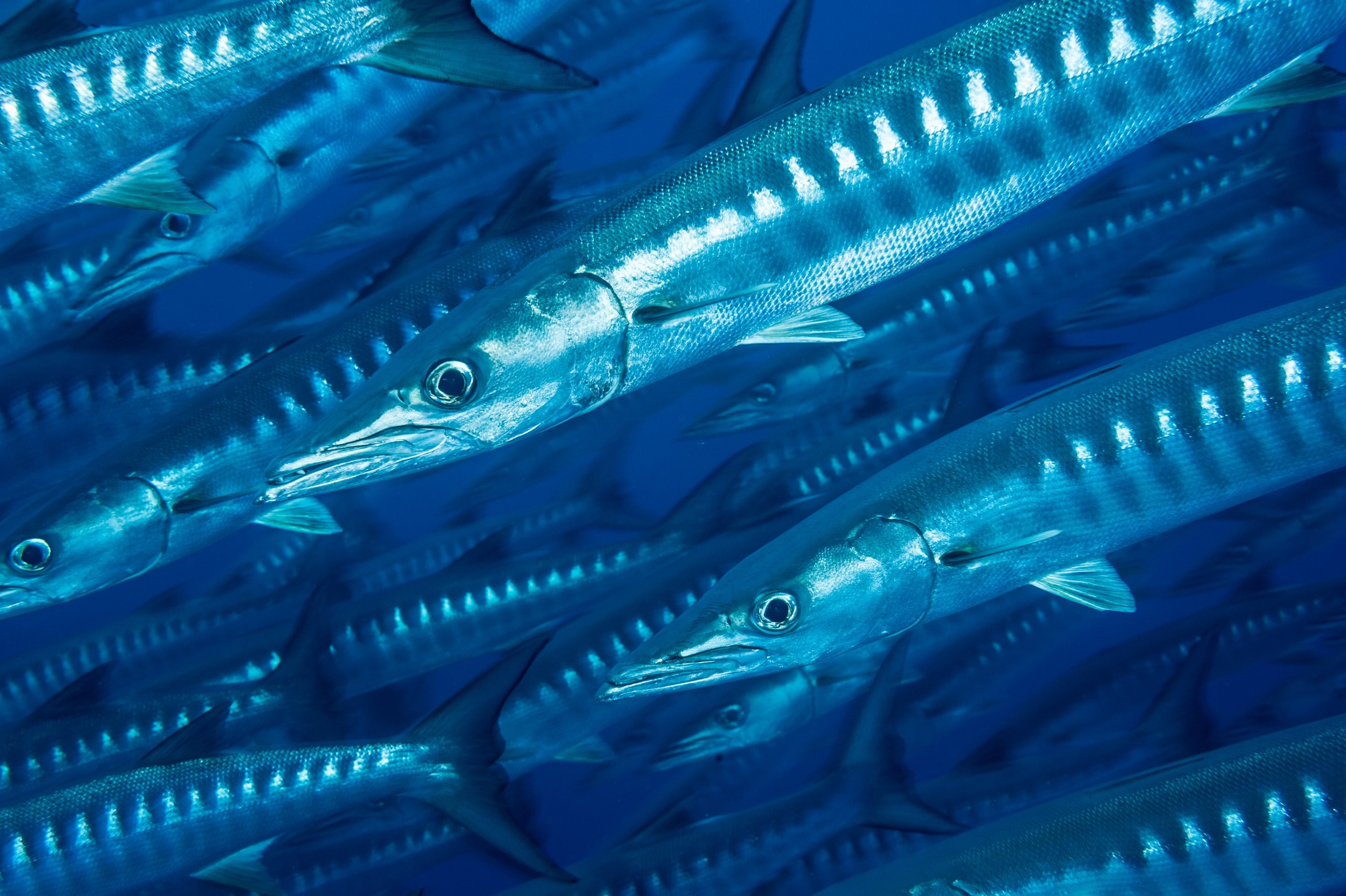a school of barracuda