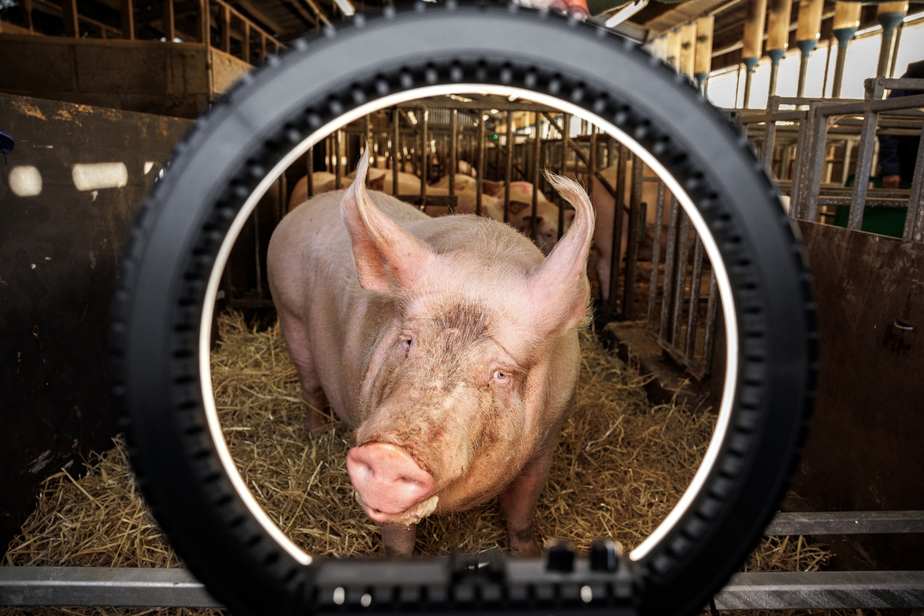 A large pig in a pen stares at the camera through a circular ring shaped light while an animal keeper stands in the far back.
