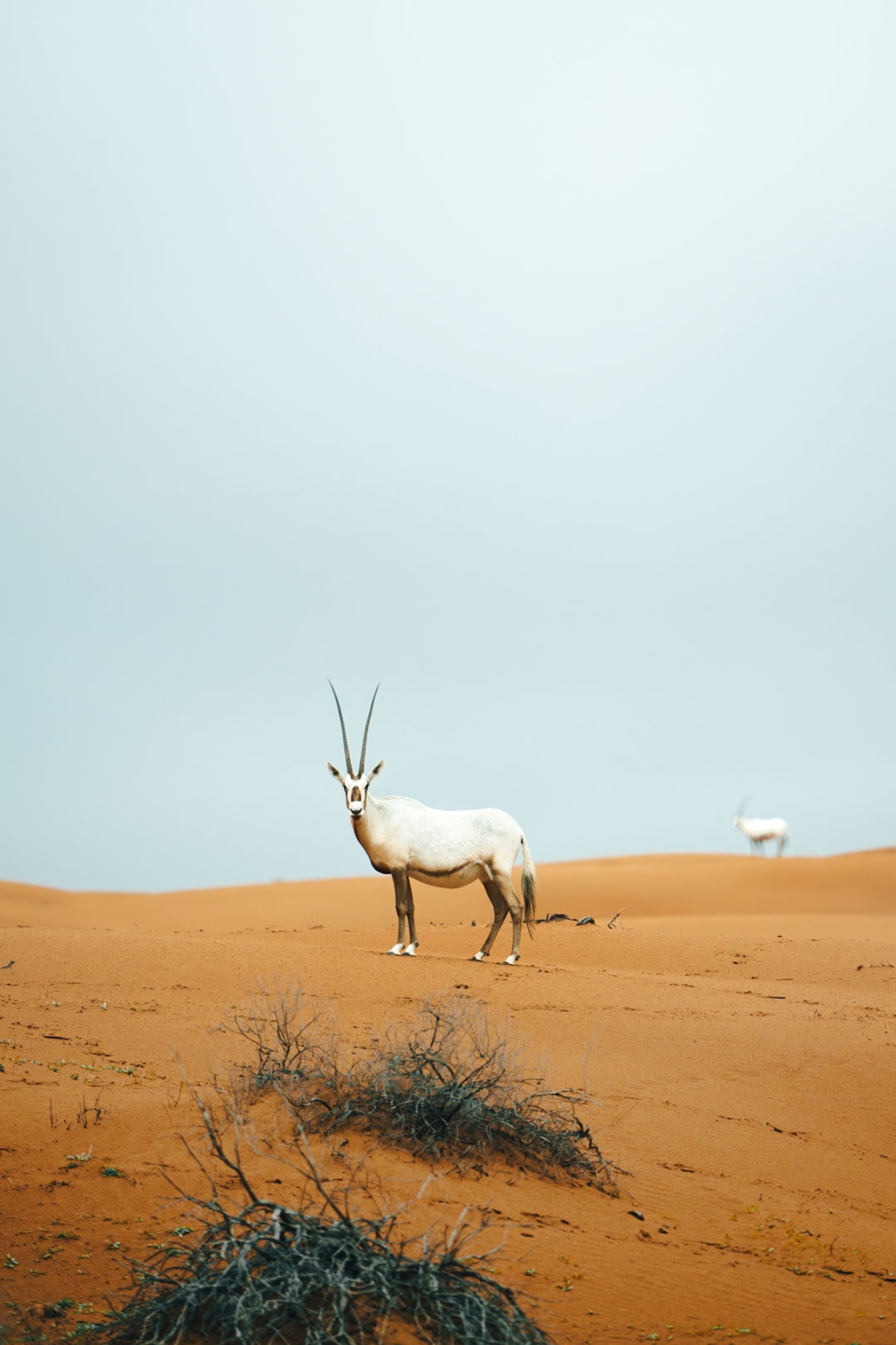 Arabian oryx stands in the desert