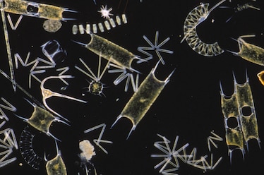 Picture of Plankton, Phytoplankton:diatoms & dinoflagellate Biddulphi sinensis,B. regia