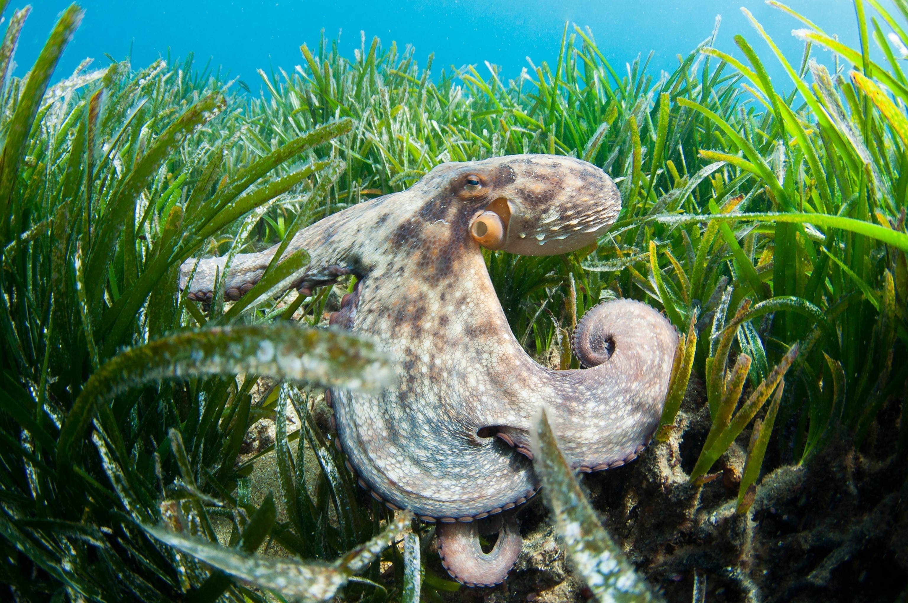 A pale octopus in green grass.