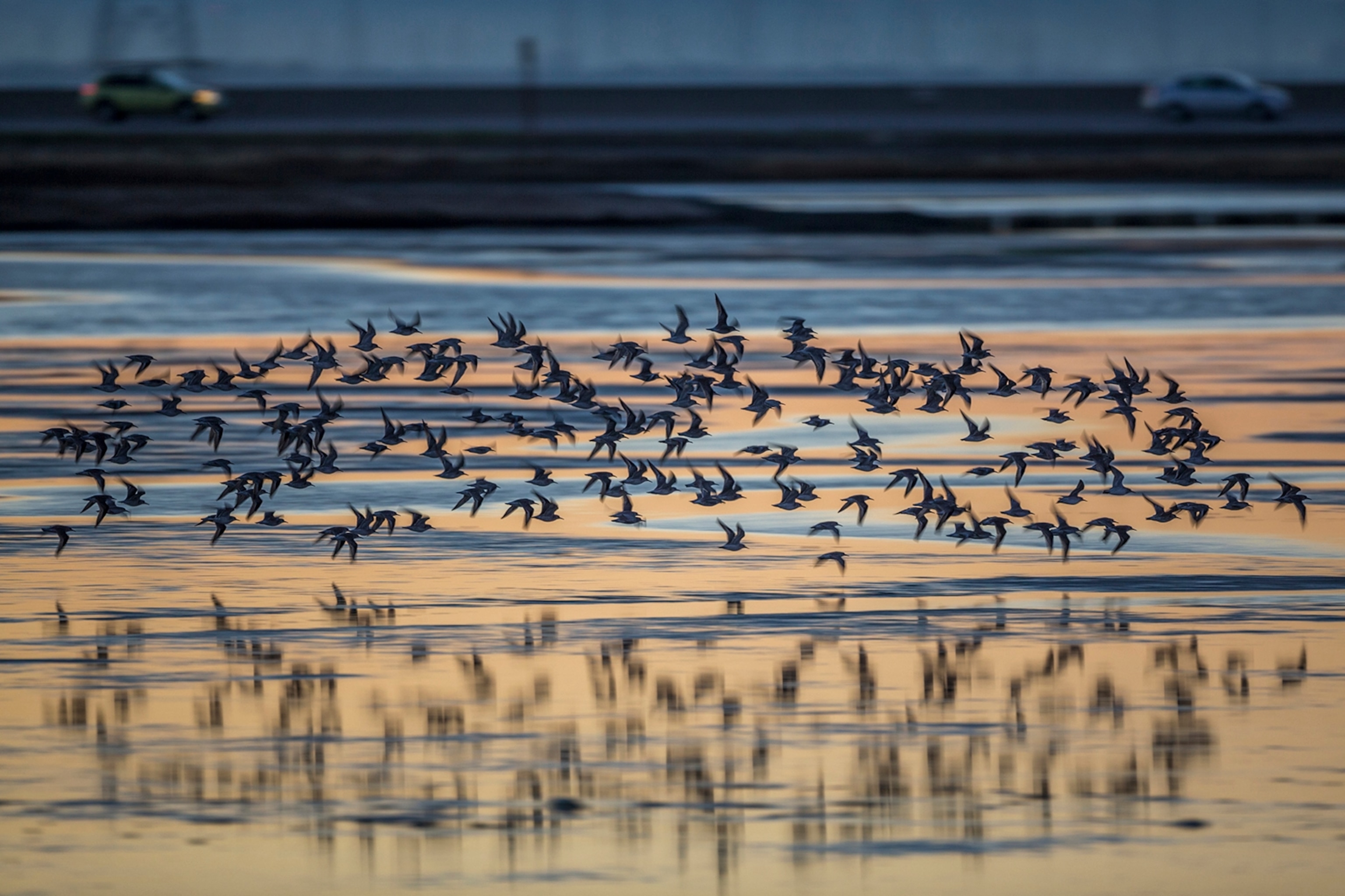 Migratory shorebirds