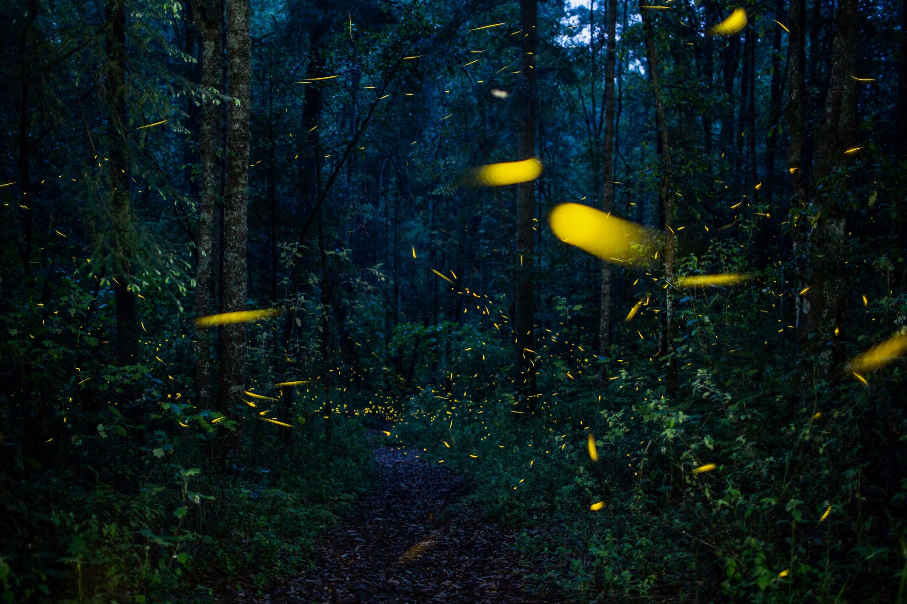 fireflies