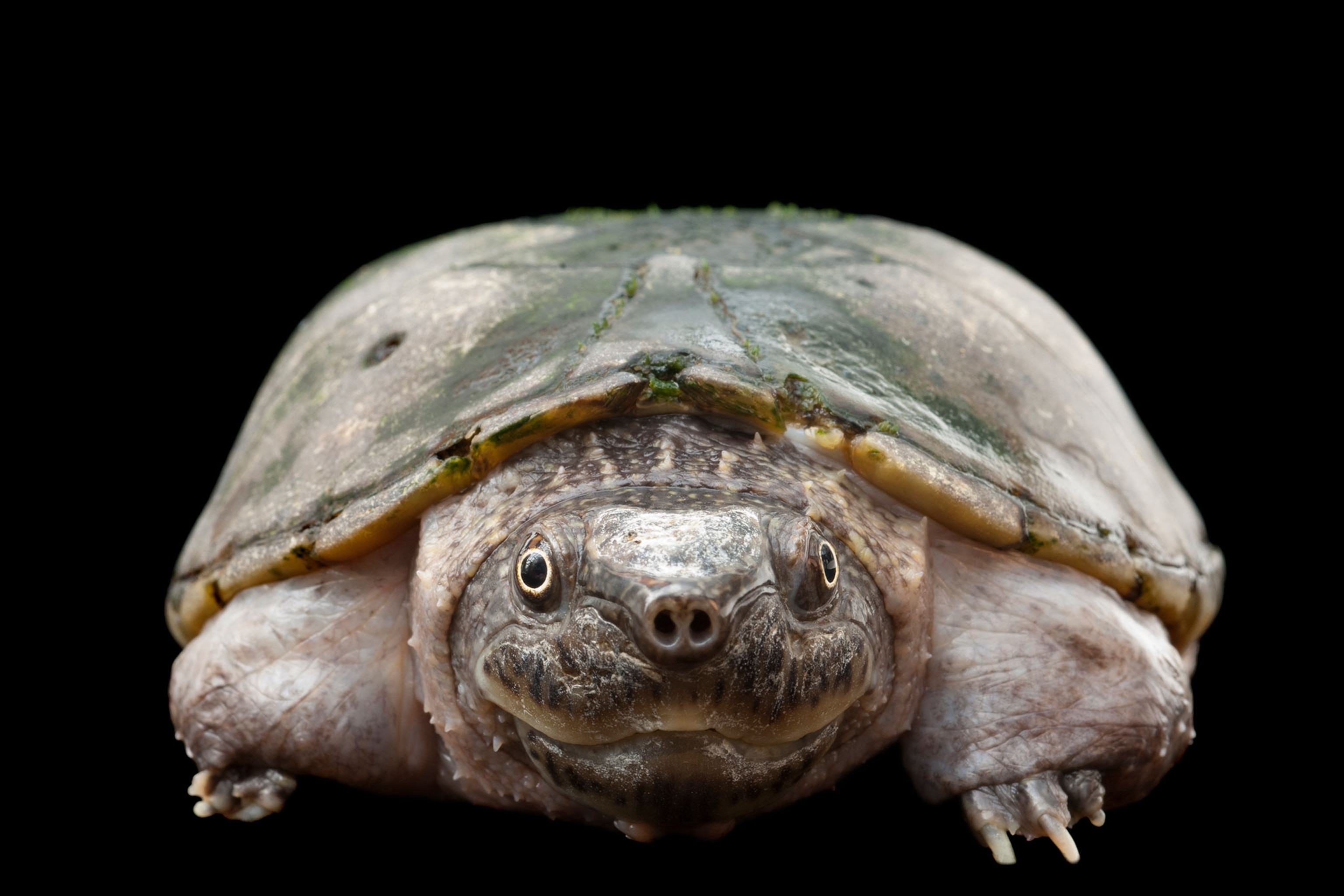 a critically endangered flattened musk turtle