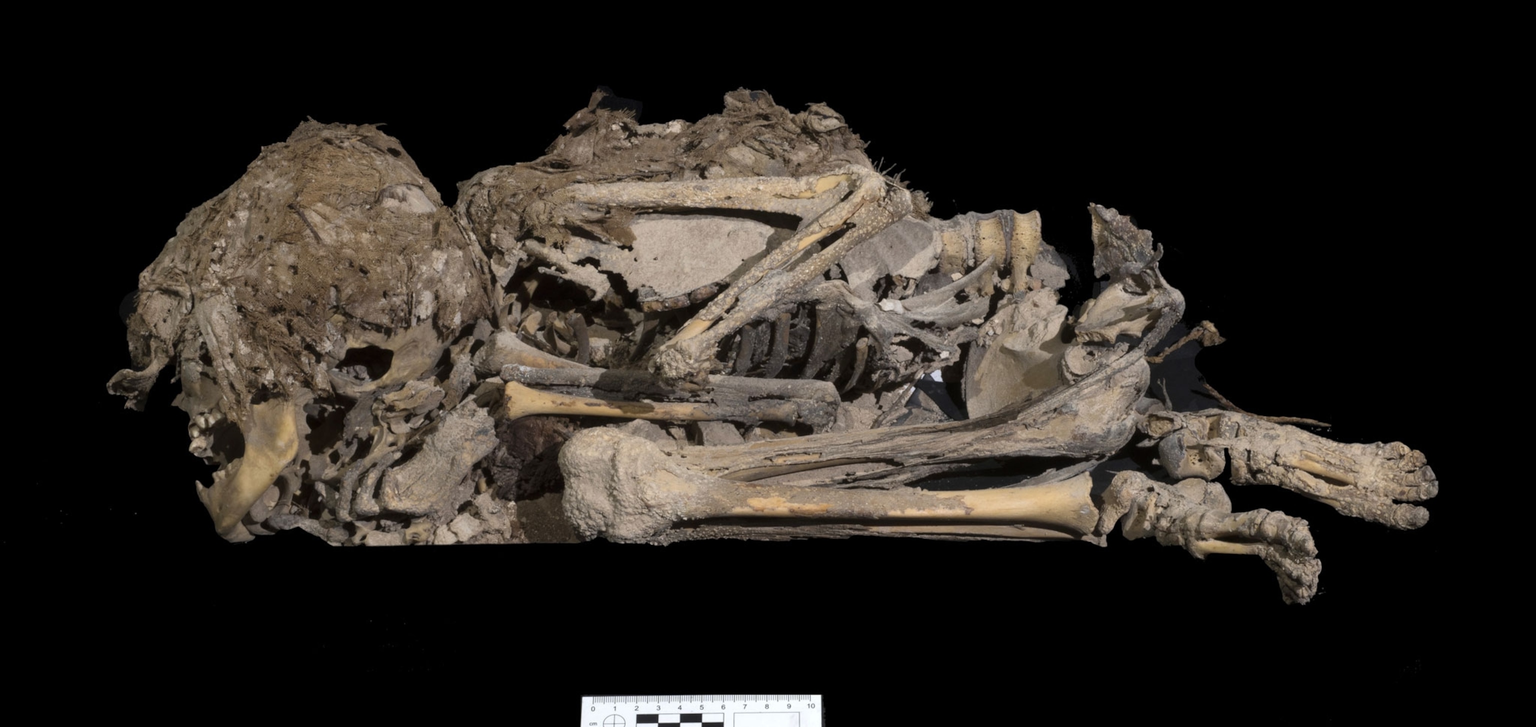 the 6,000 year old mummy of a child