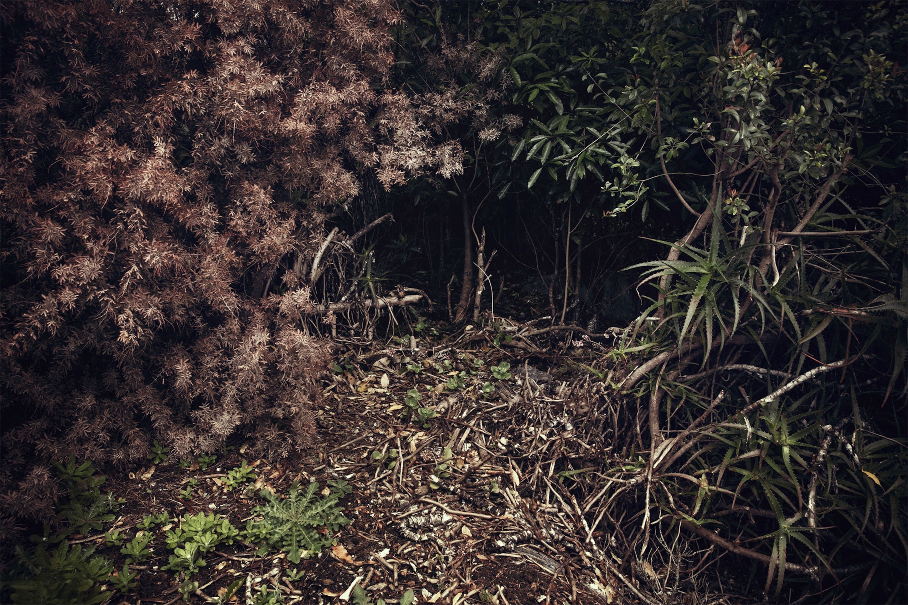 a forest in Uruguay