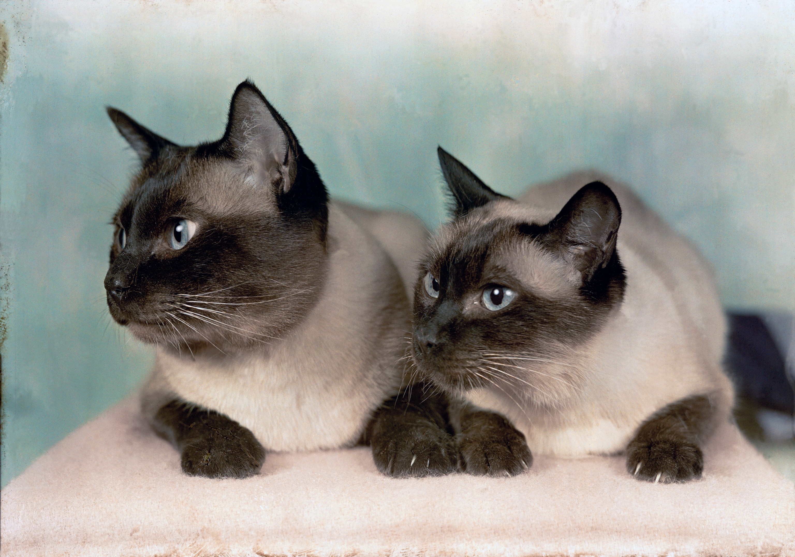 A pair of Siamese cats rest on a cushion.