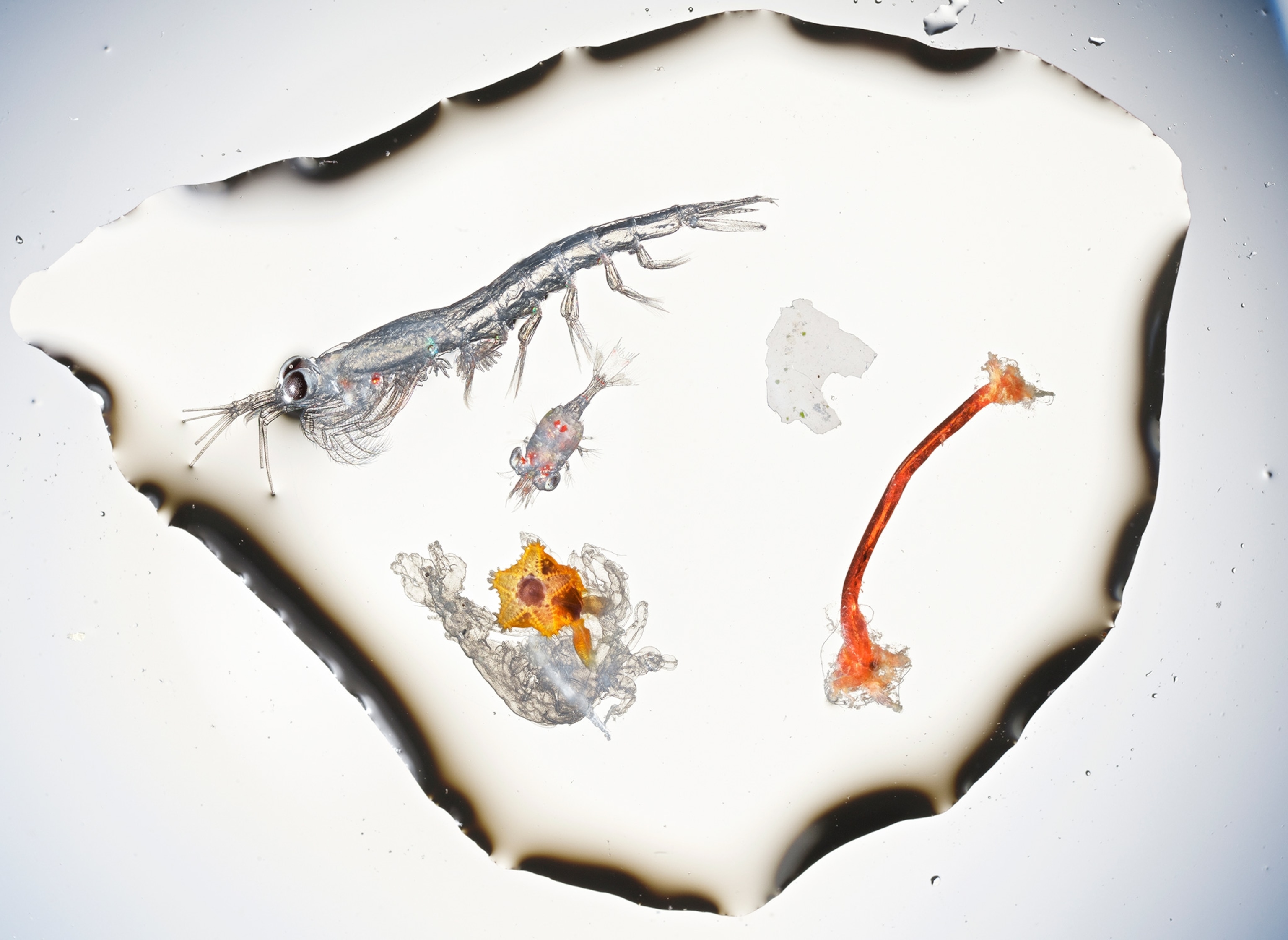 microscopic image of a water droplet with living organisms and plastic