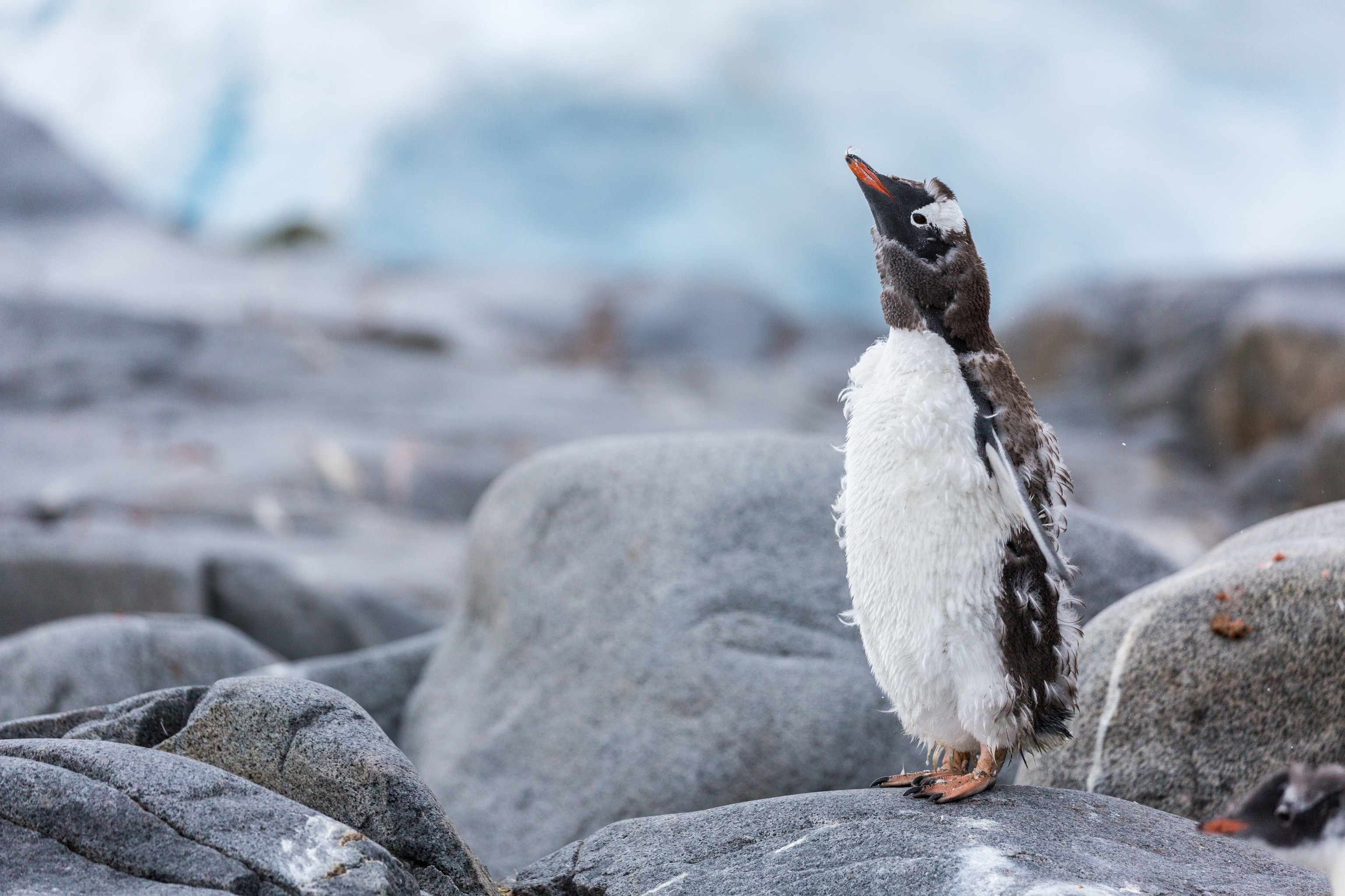 Gentoo penguin