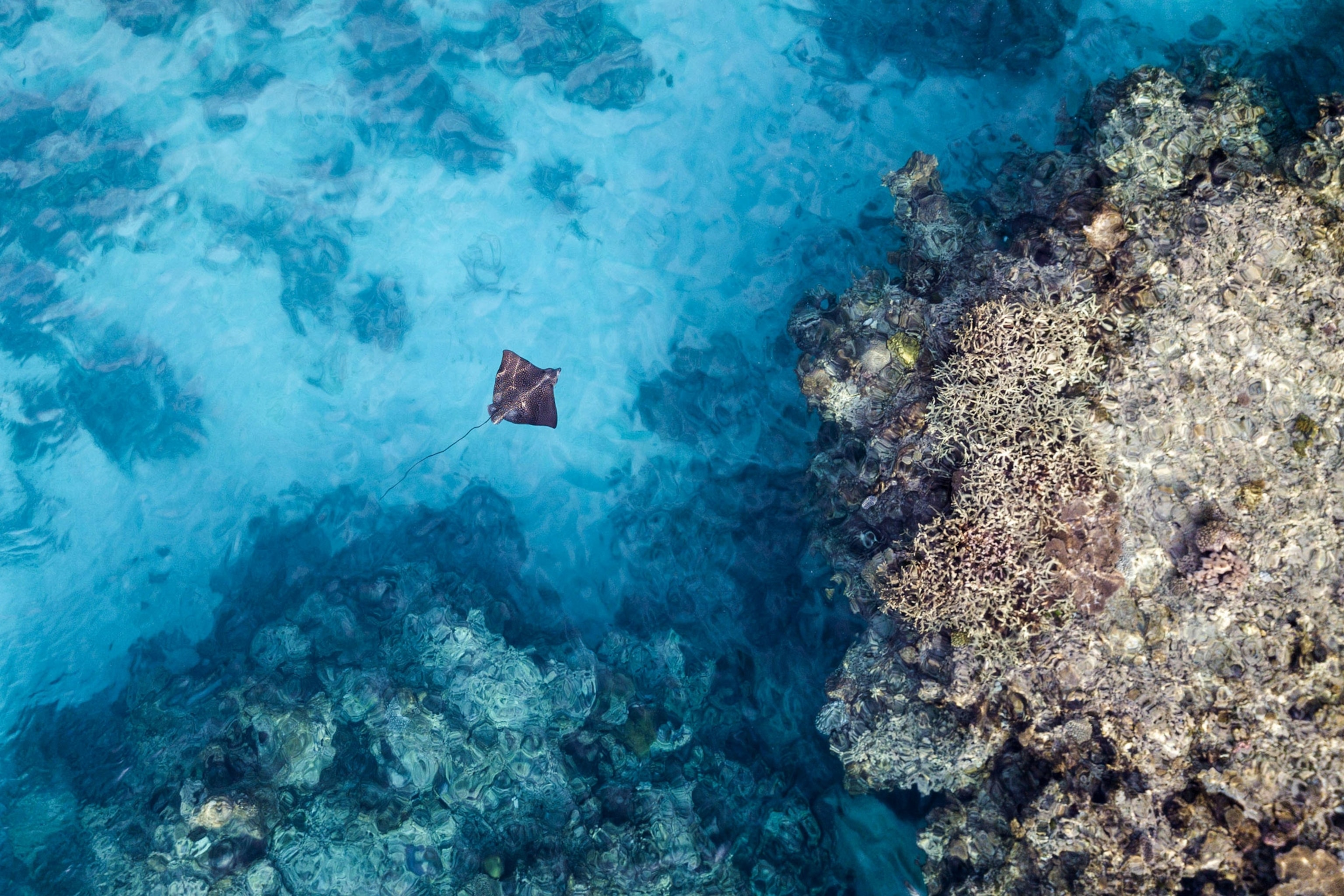 stingray swimming in blue ocean france