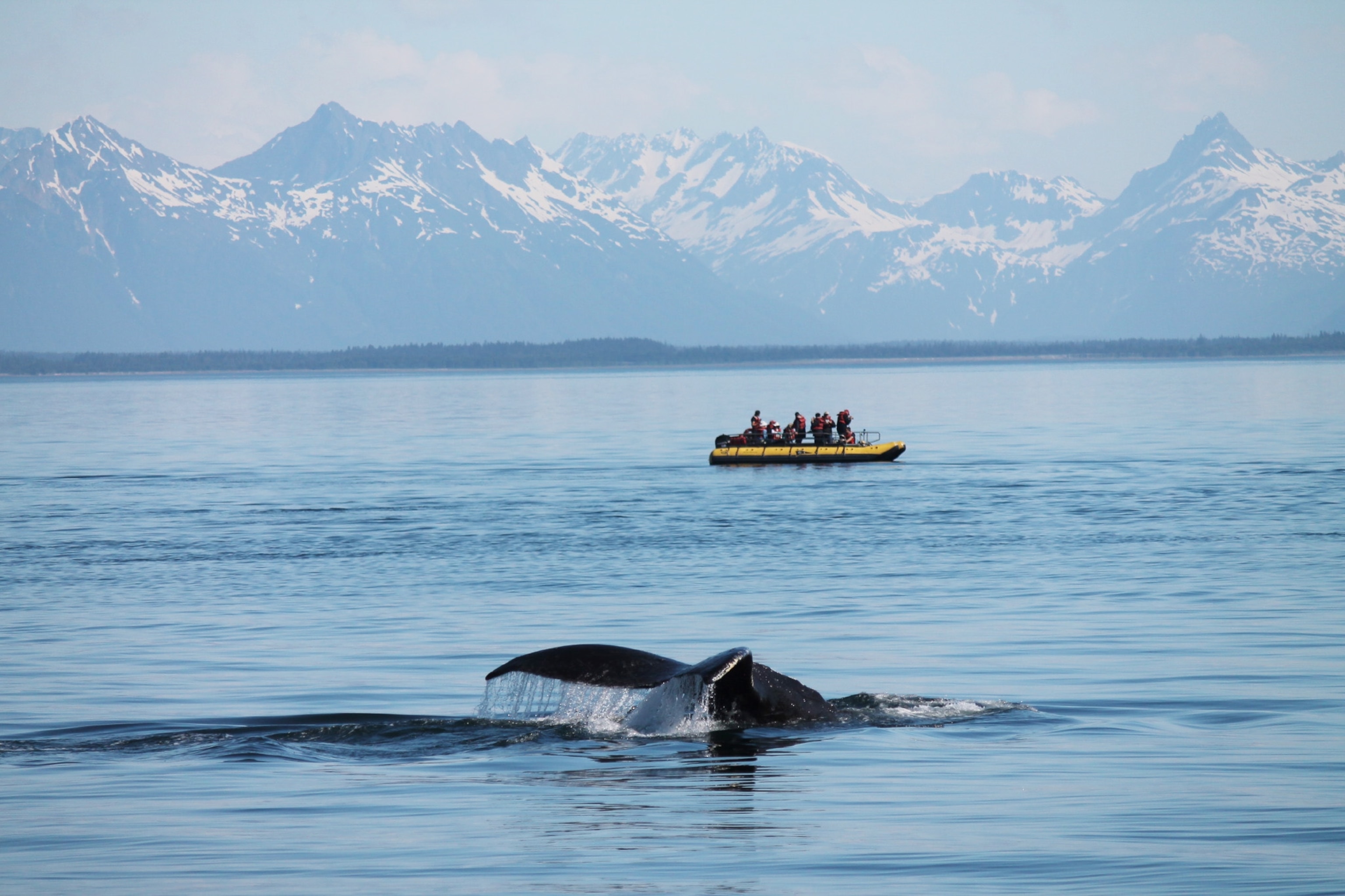 A humback whale tale seen in foreground, a tour boat in the background